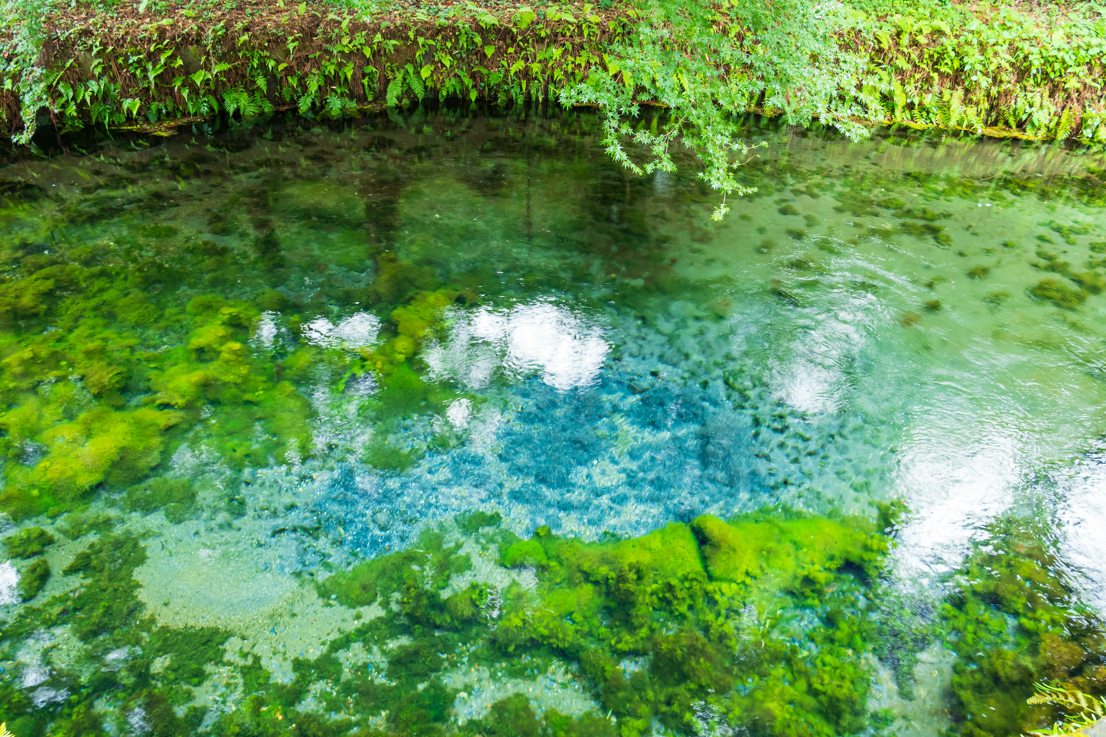 Vista bellissima di acqua trasparente che riflette piante verdi e tonalità blu