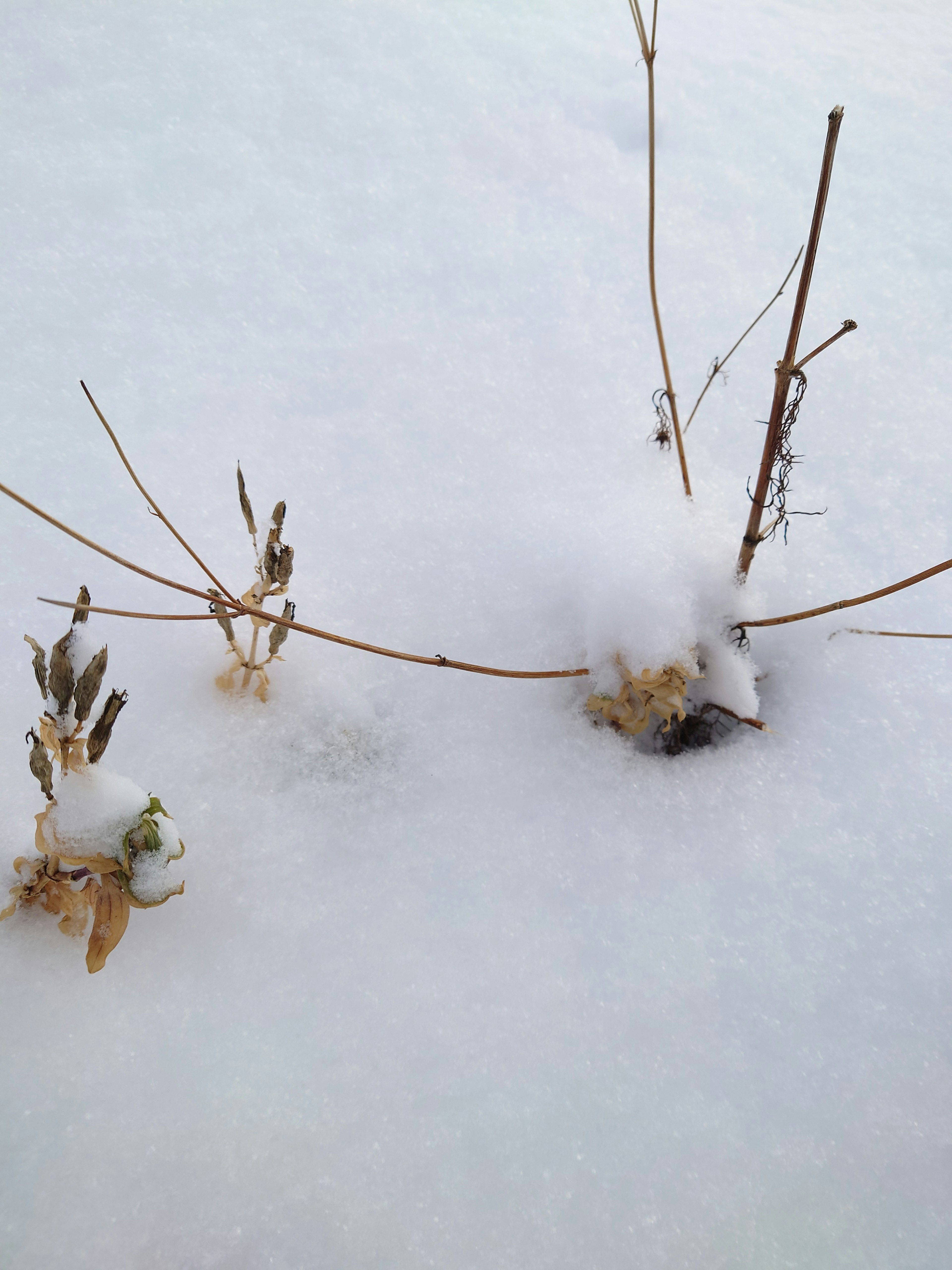 Dried plant stems and branches partially covered by snow