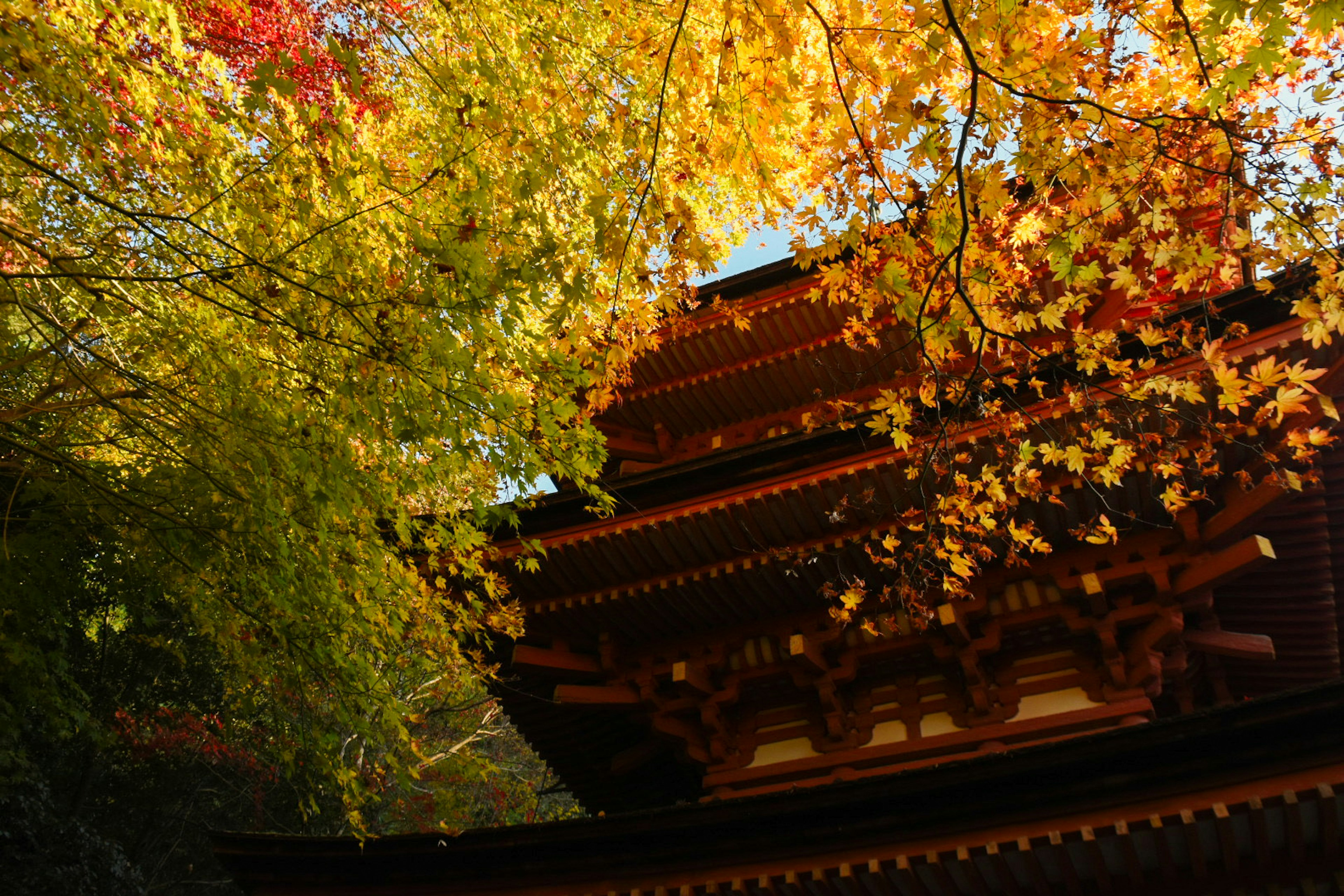 Traditionelles japanisches Gebäude umgeben von bunten Herbstblättern