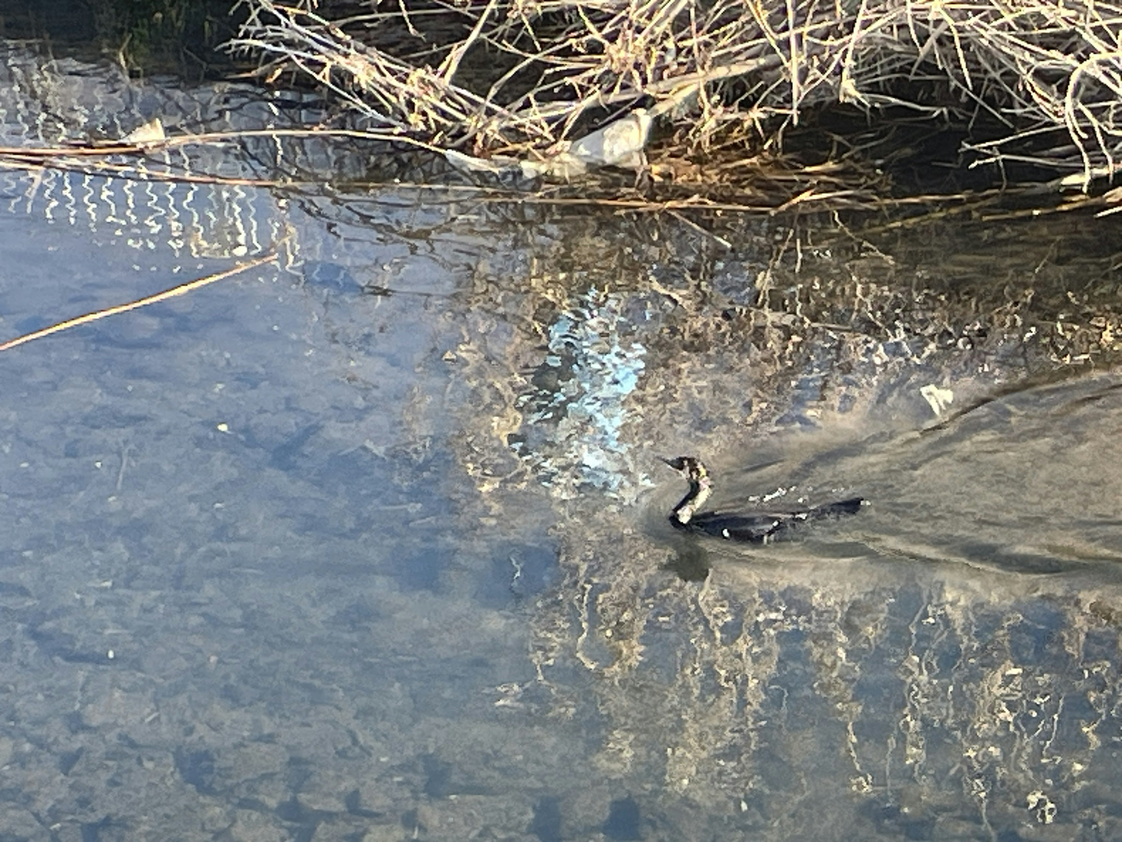 Burung hitam dan putih berenang di atas air dengan alam sekitar