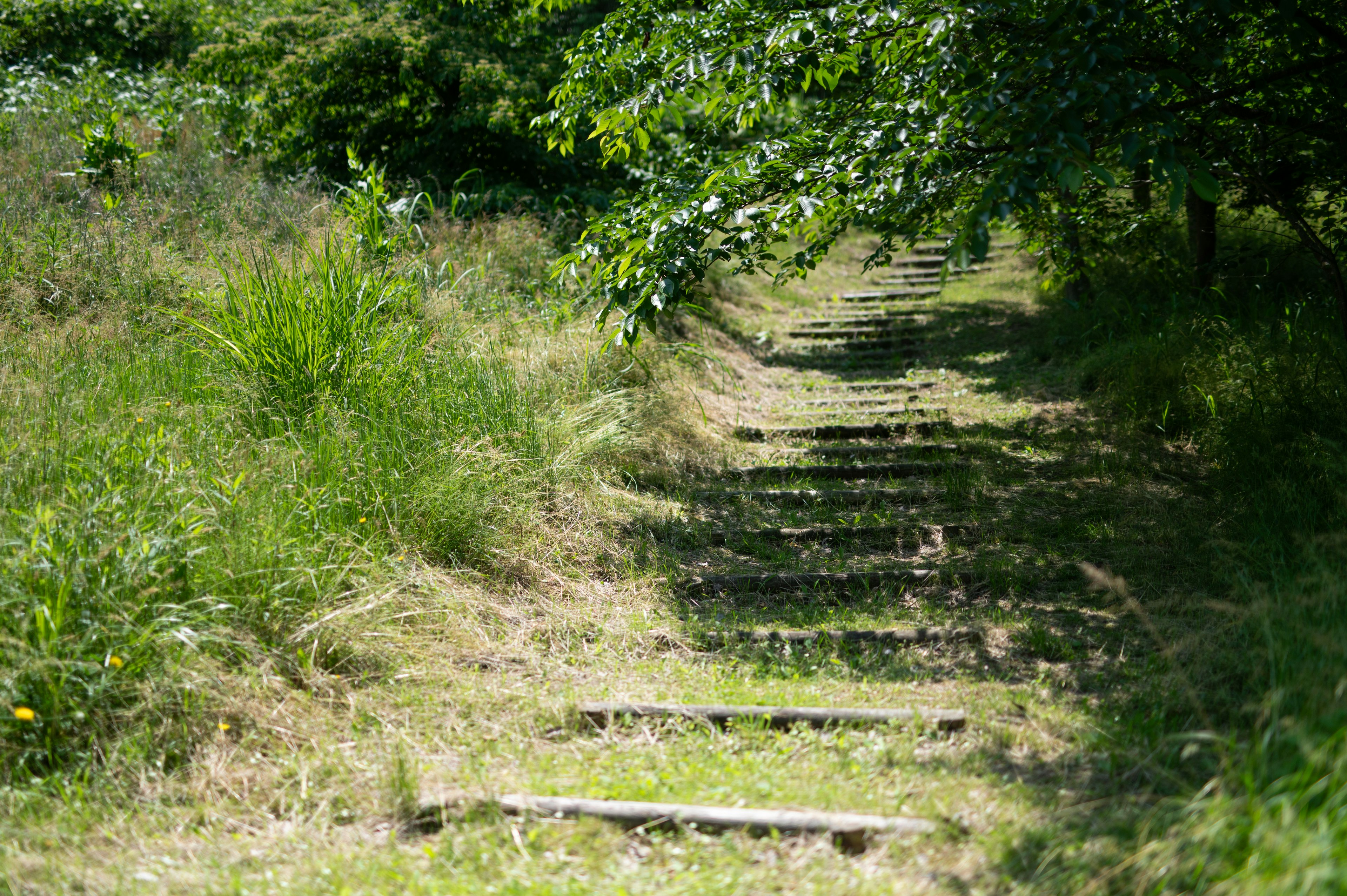 Camino de escaleras rodeado de hierba verde y árboles