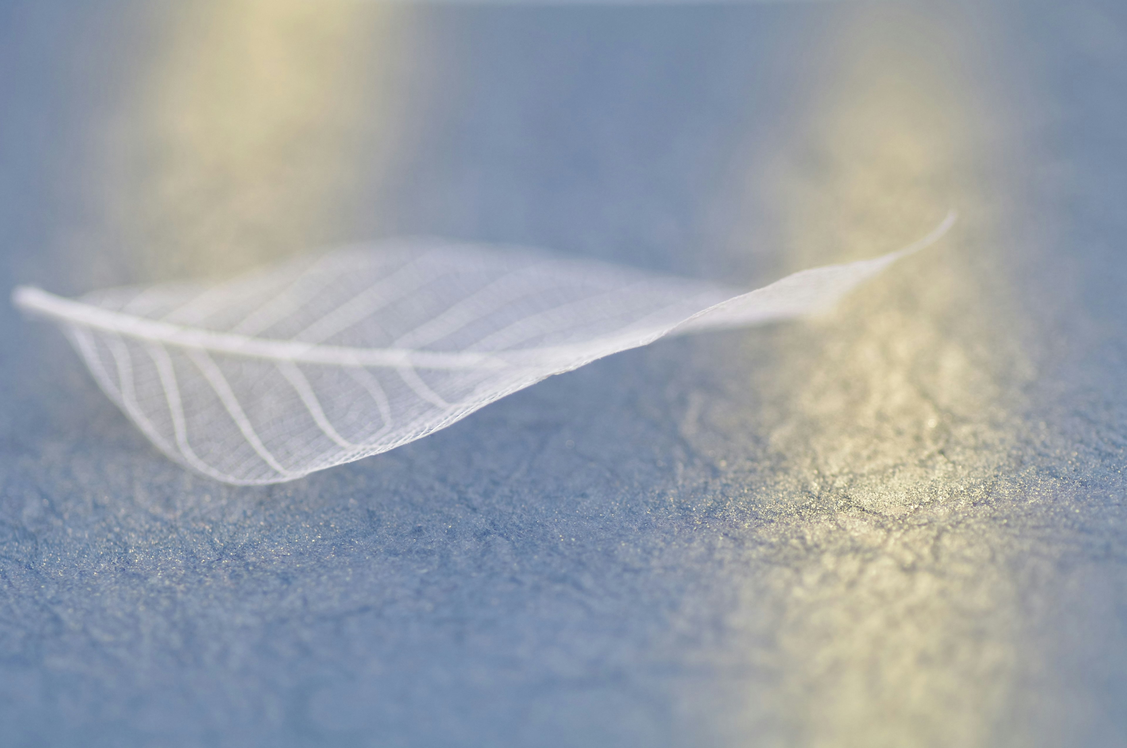 A translucent leaf resting on a blue surface