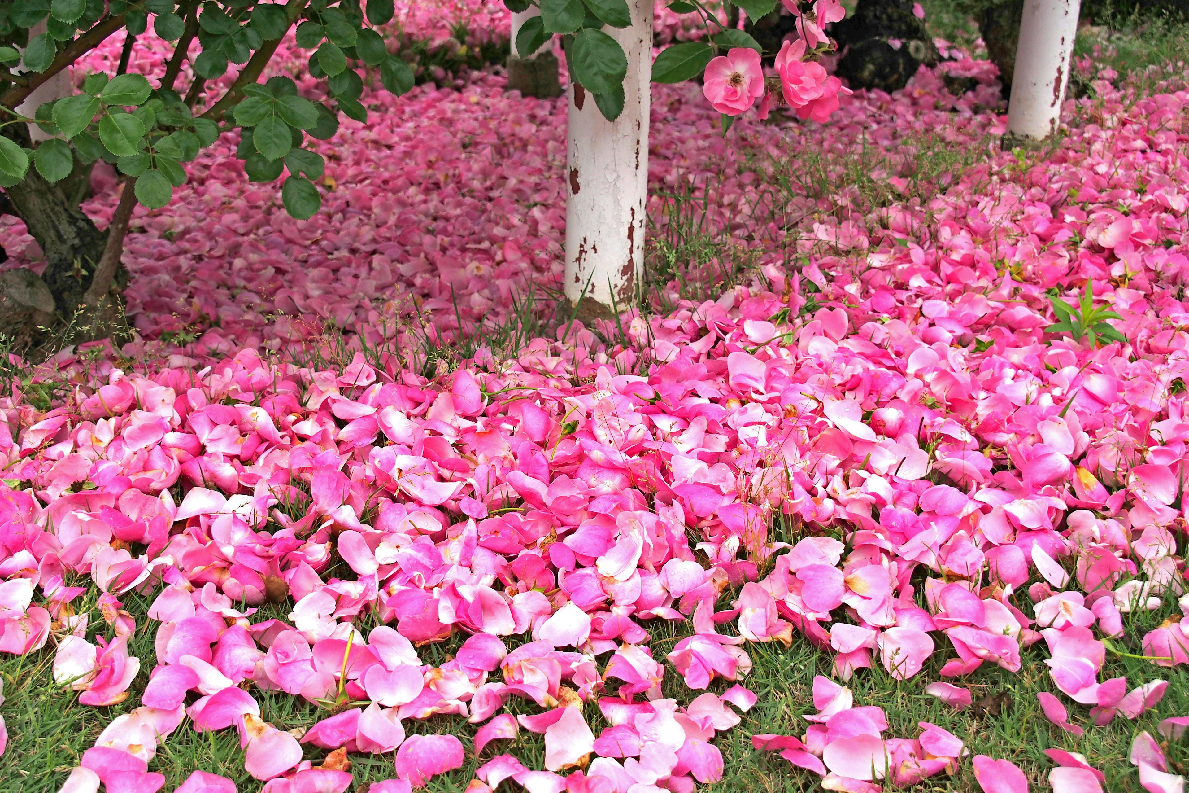 Un suelo cubierto de pétalos de flores rosas