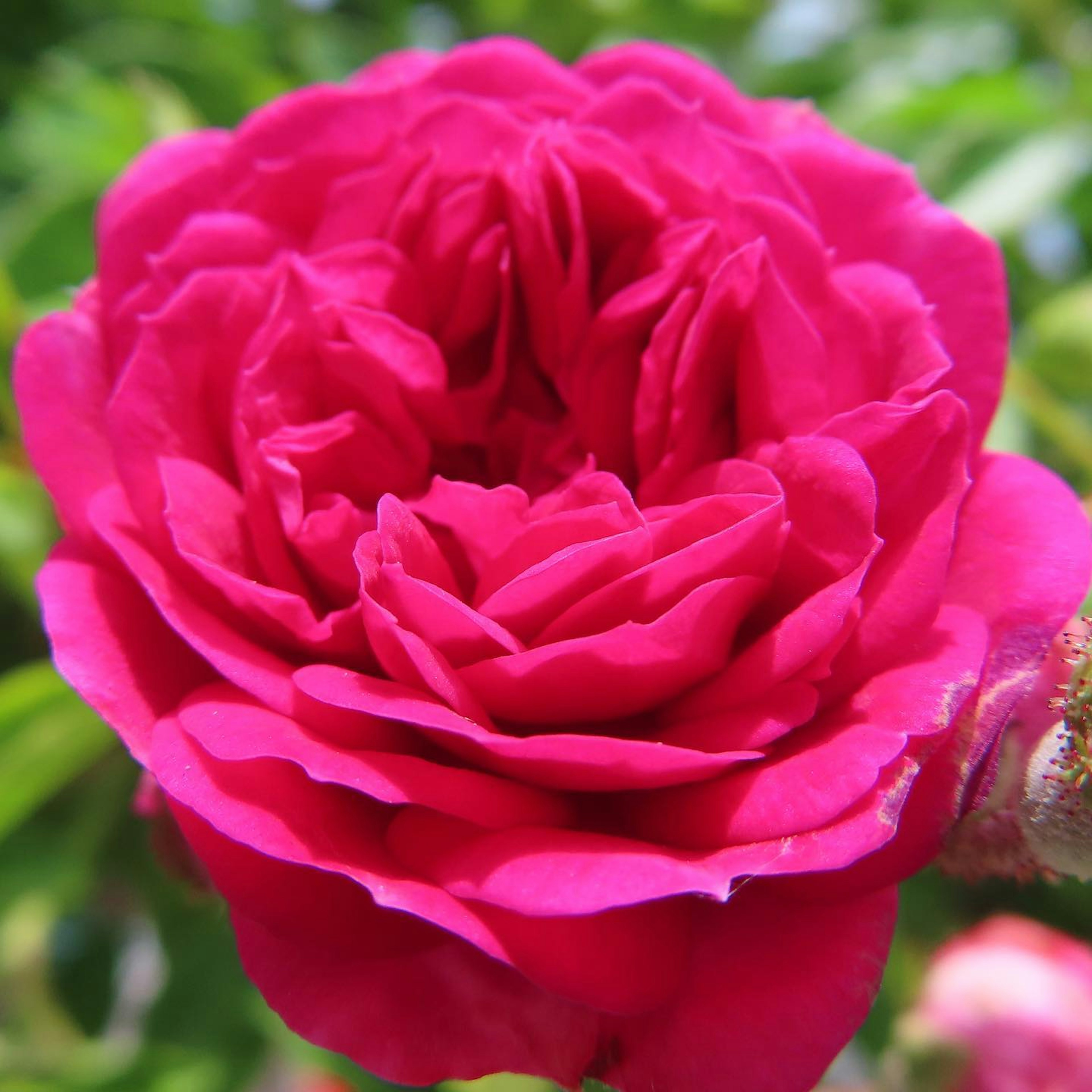 Fleur de rose rose vive en pleine floraison