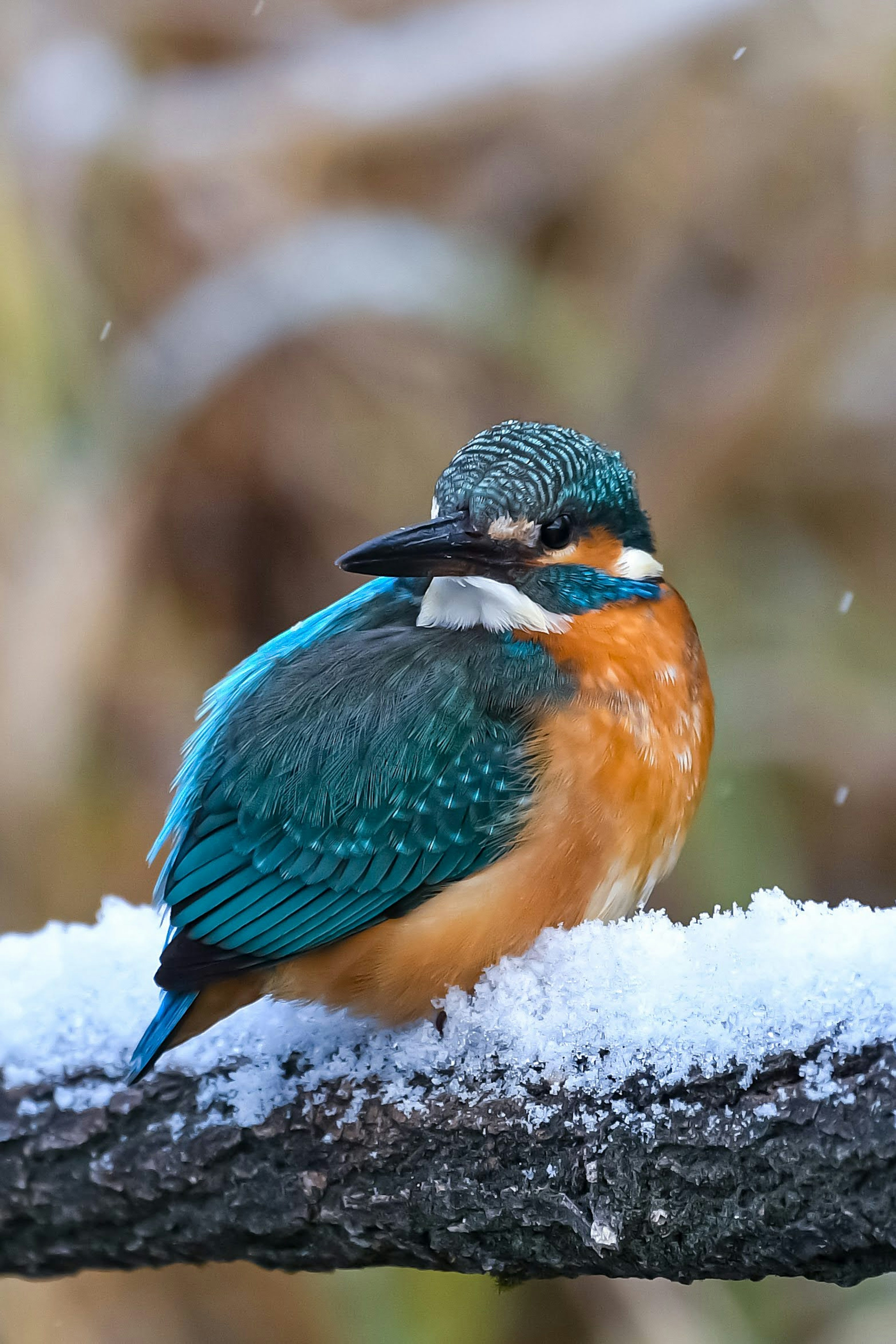 Beautiful kingfisher perched on snow with vibrant blue and orange feathers