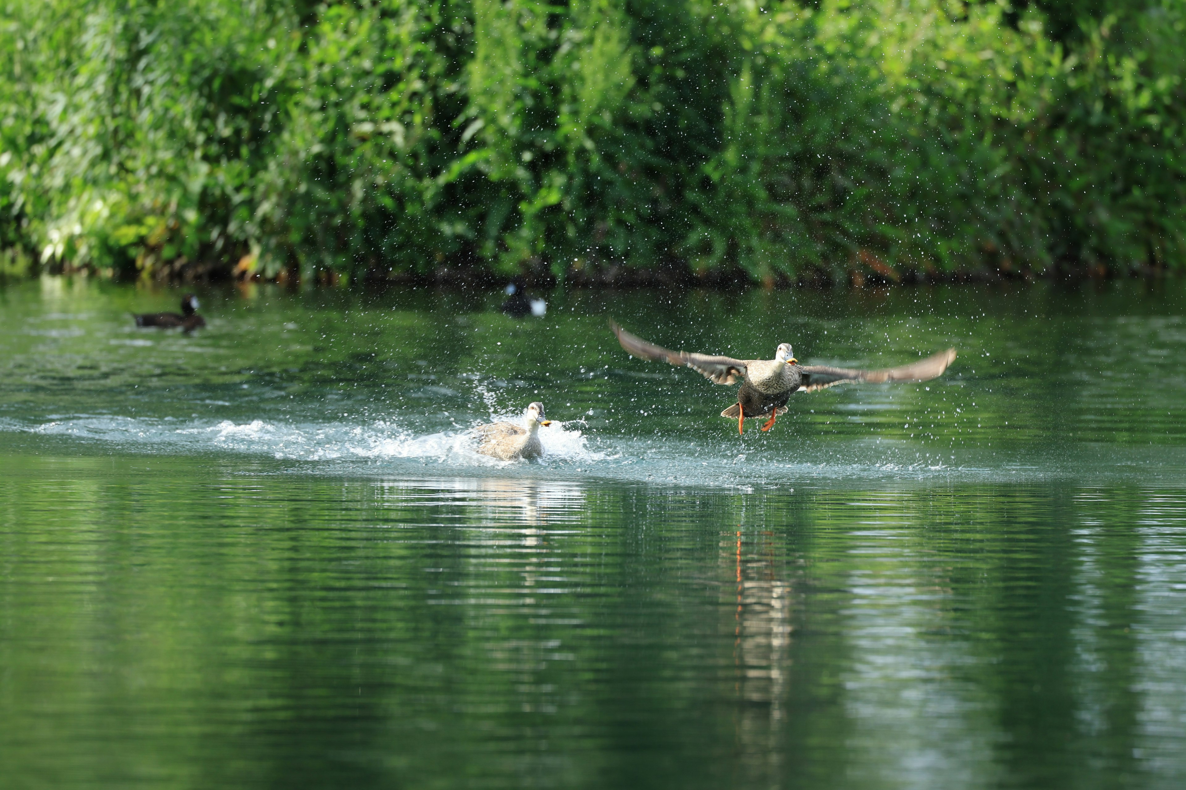 Oiseaux éclaboussant à la surface de l'eau avec un fond vert luxuriant