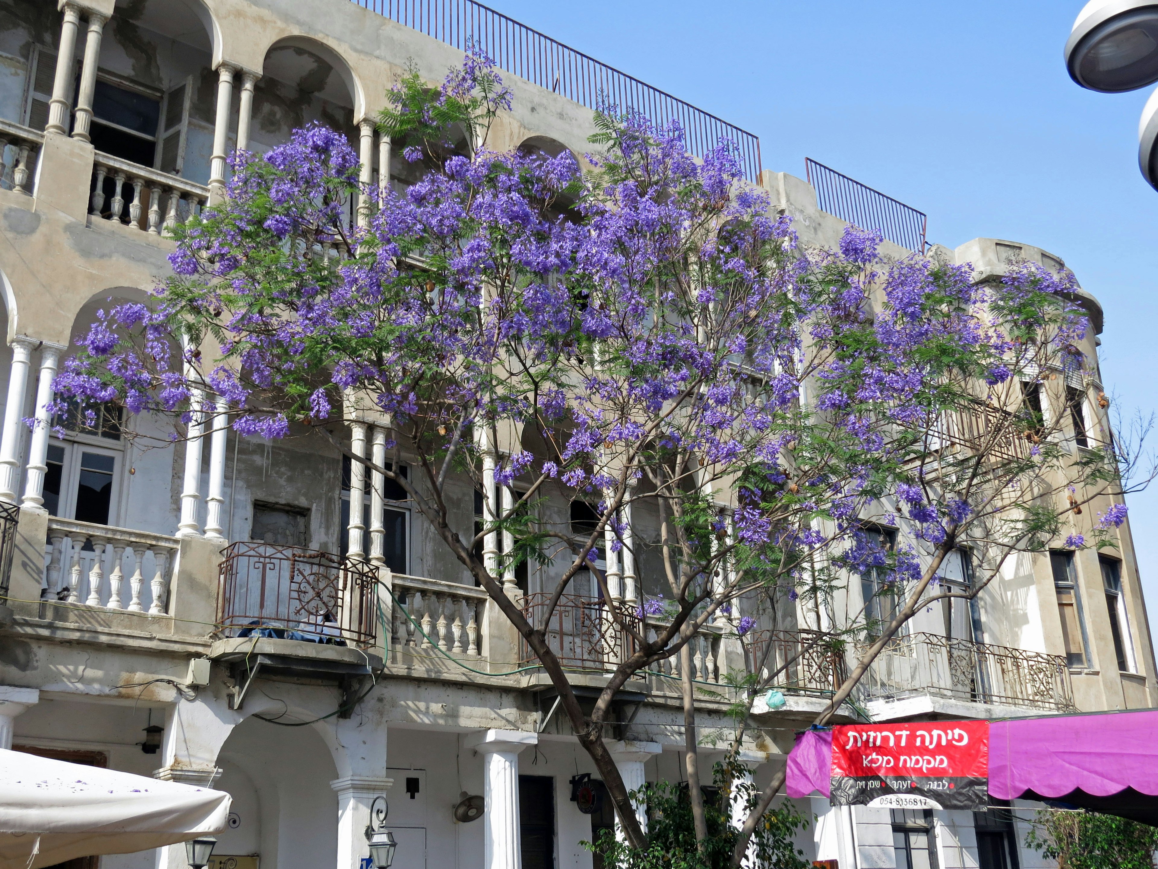 Außenansicht eines alten Gebäudes mit einem großen Baum, der lila Blumen blüht