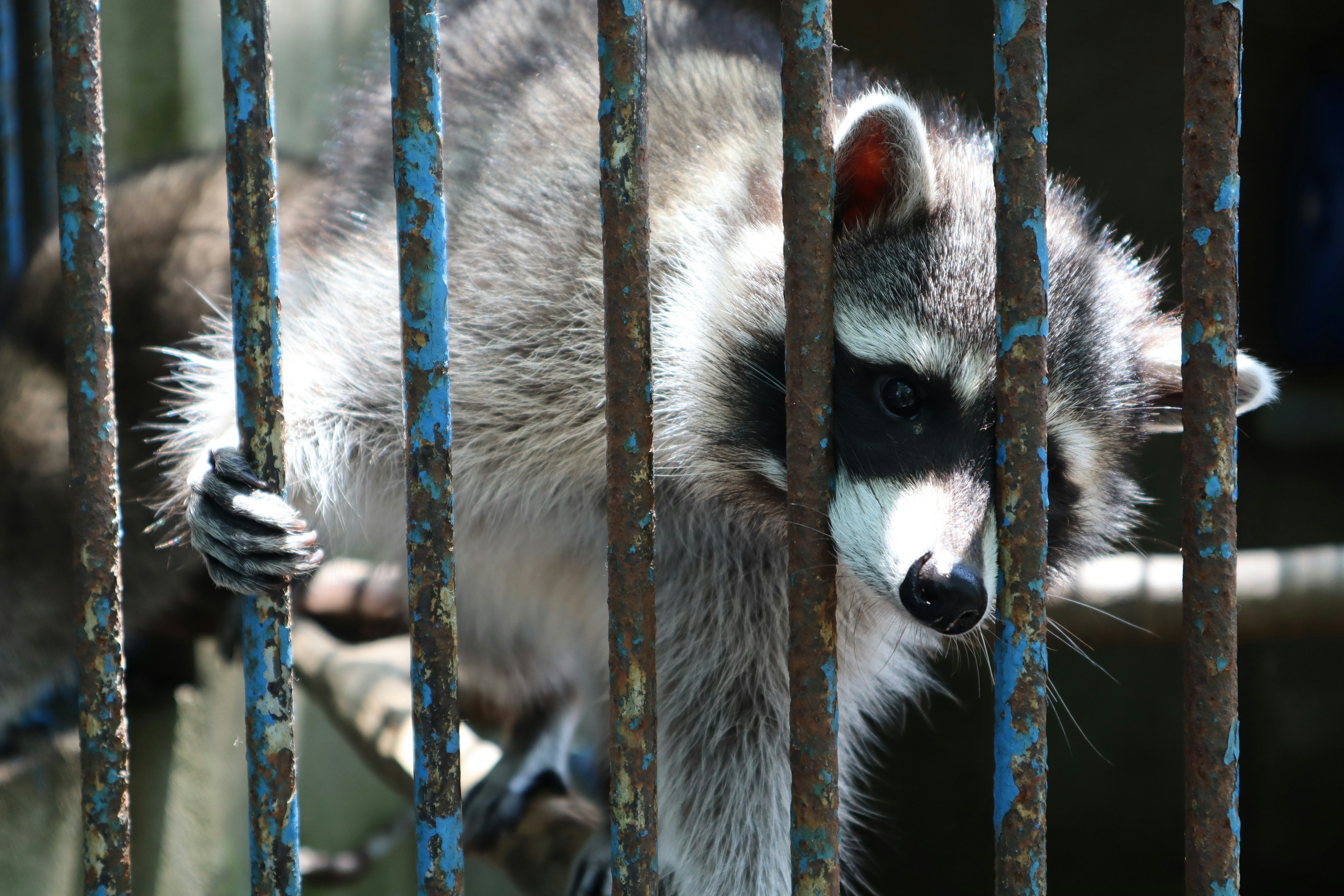 Mapache visto a través de barras metálicas