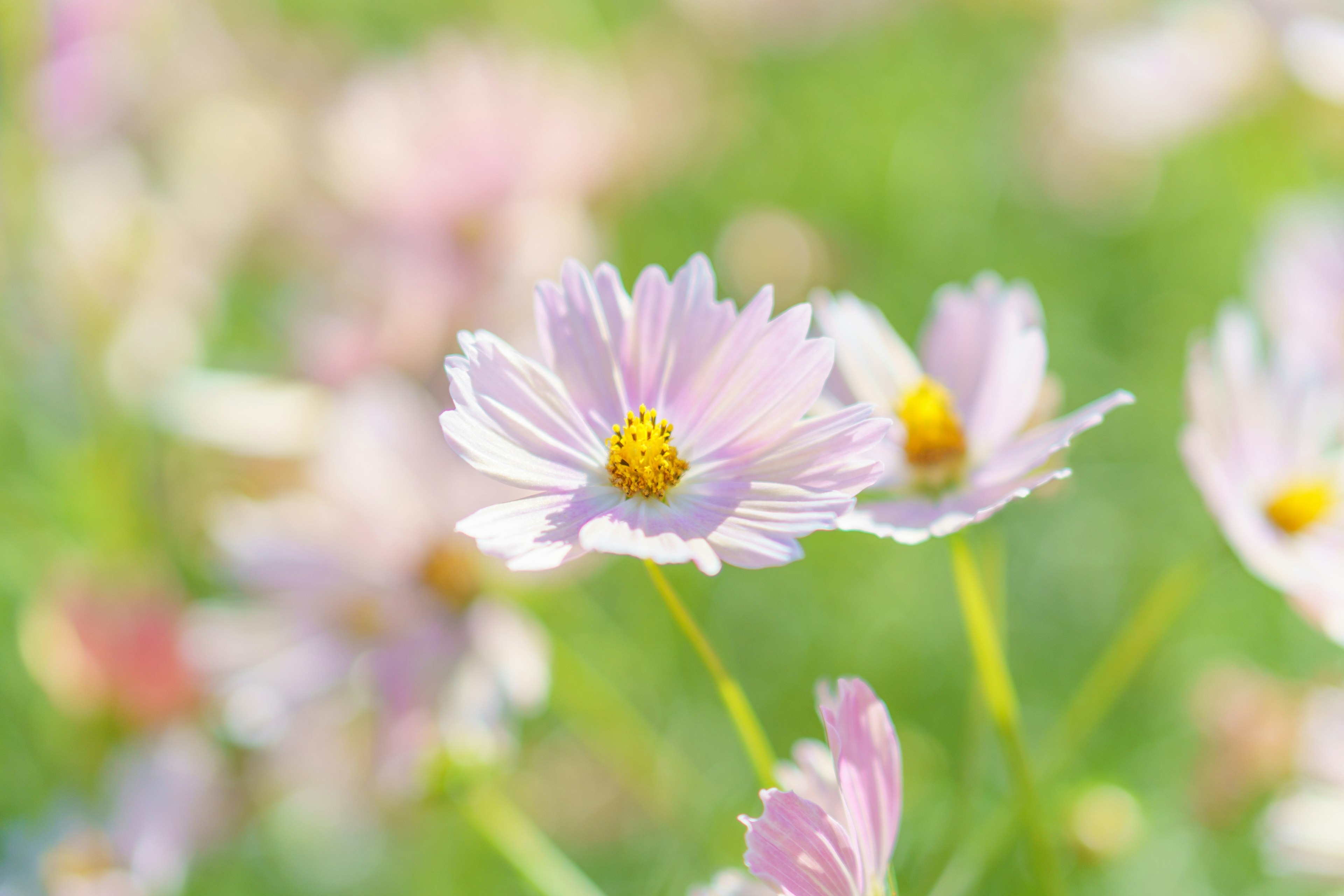 Belle scène avec des fleurs roses délicates en fleurs