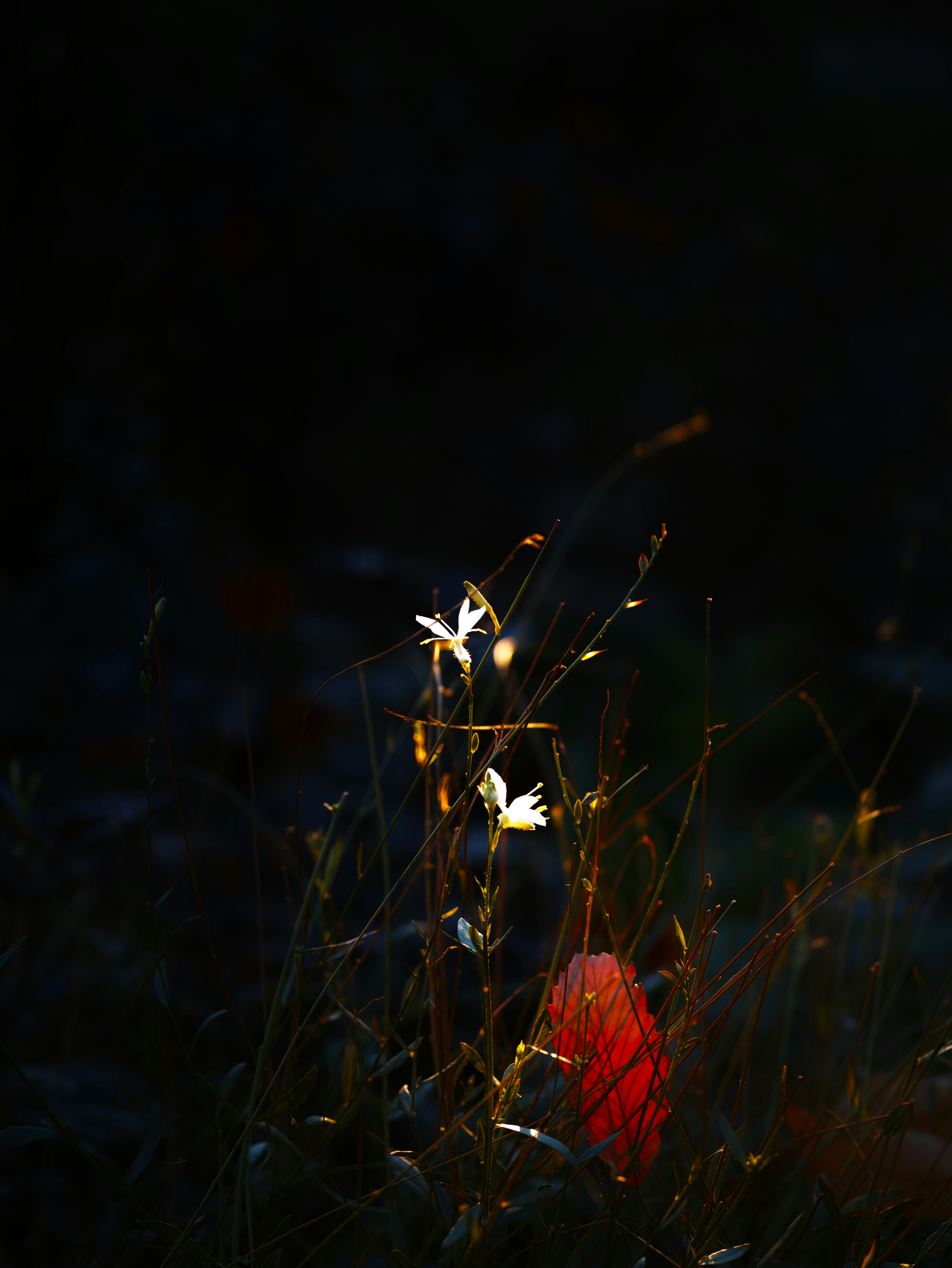 Contraste de flores blancas y hojas rojas sobre fondo oscuro