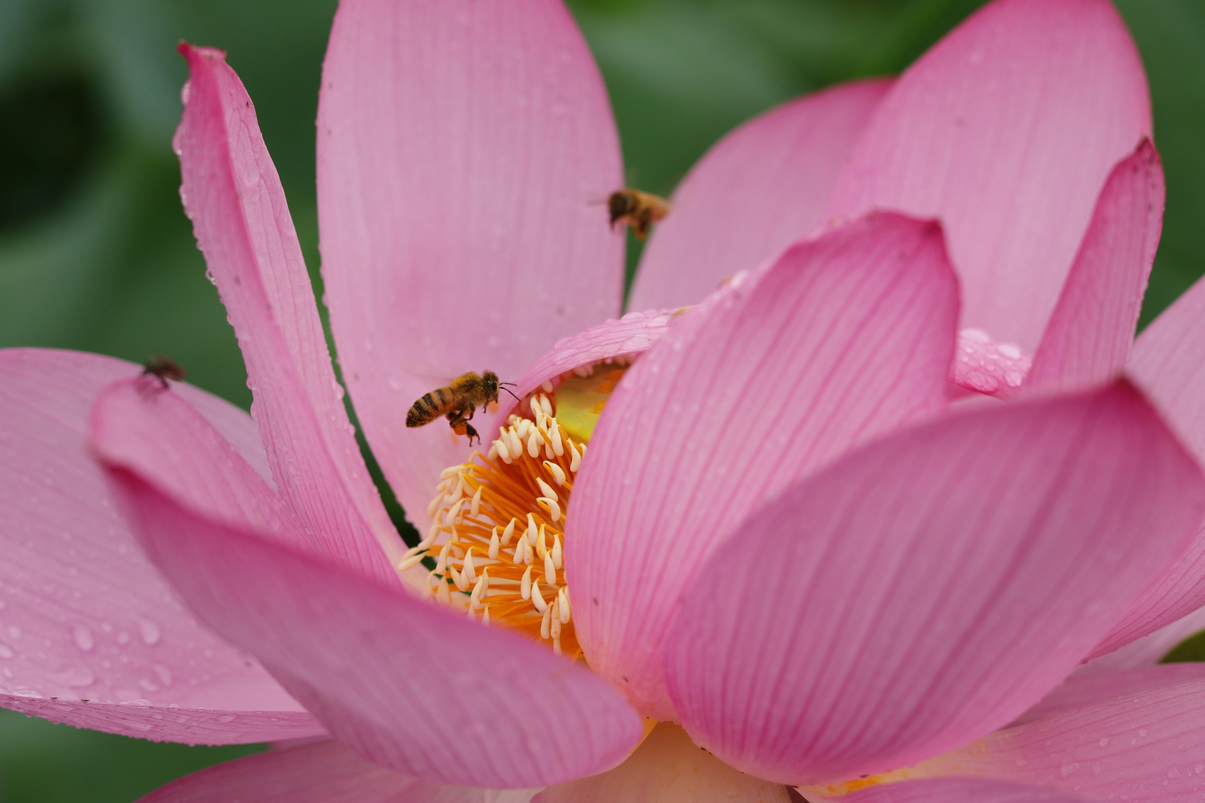 ピンクの蓮の花に蜜を吸う蜂のクローズアップ