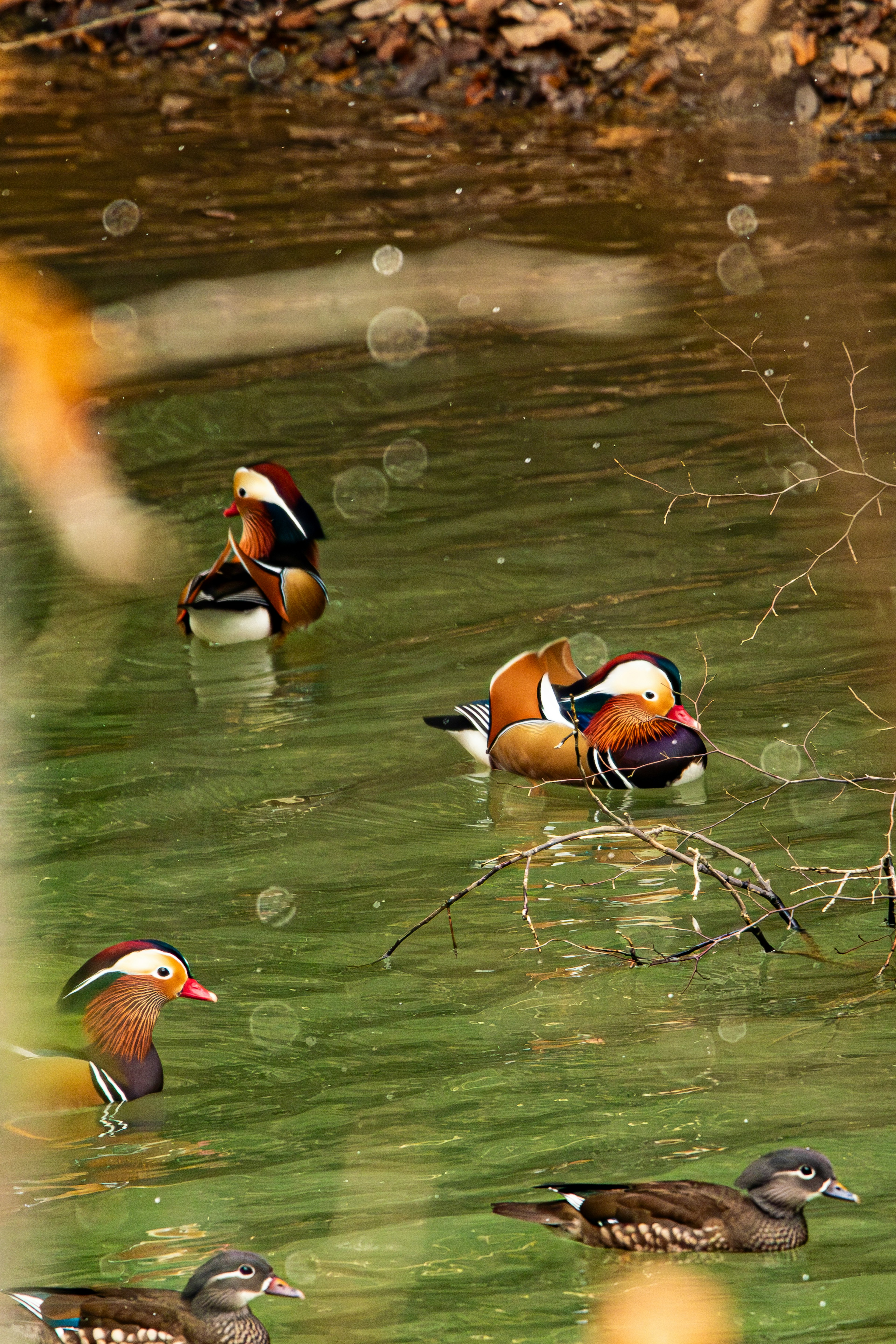 A group of mandarin ducks swimming in a pond with some other ducks