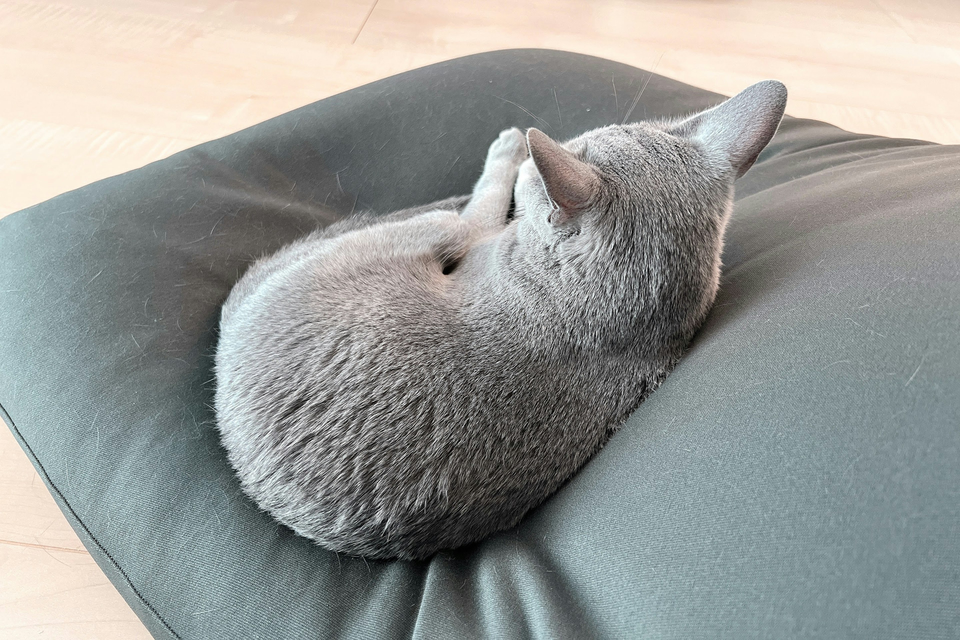 Seekor kucing abu-abu melingkar di atas bantal