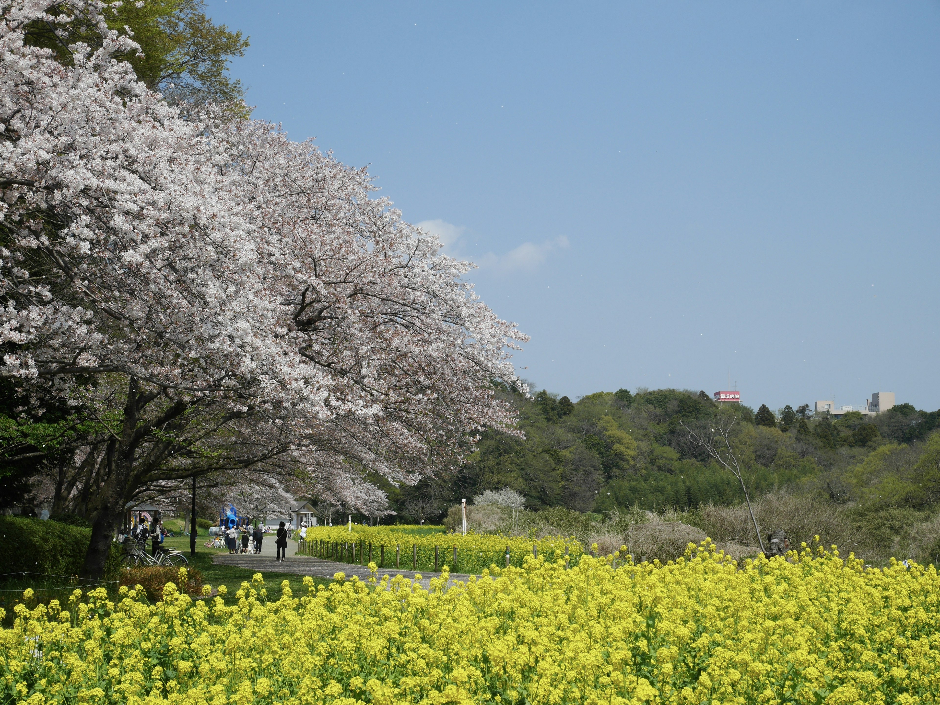 ทิวทัศน์ของต้นซากุระและดอกเรพซีดสีเหลืองในสวน