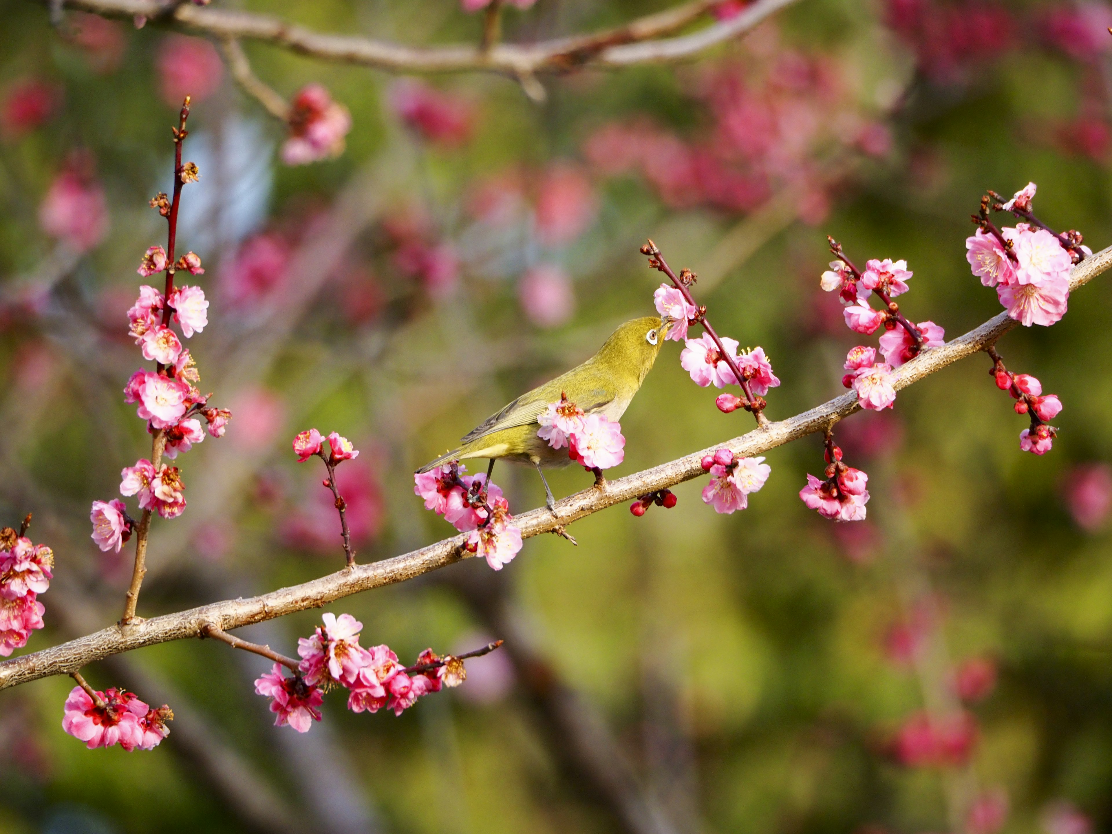 Un piccolo uccello posato su un ramo con fiori rosa