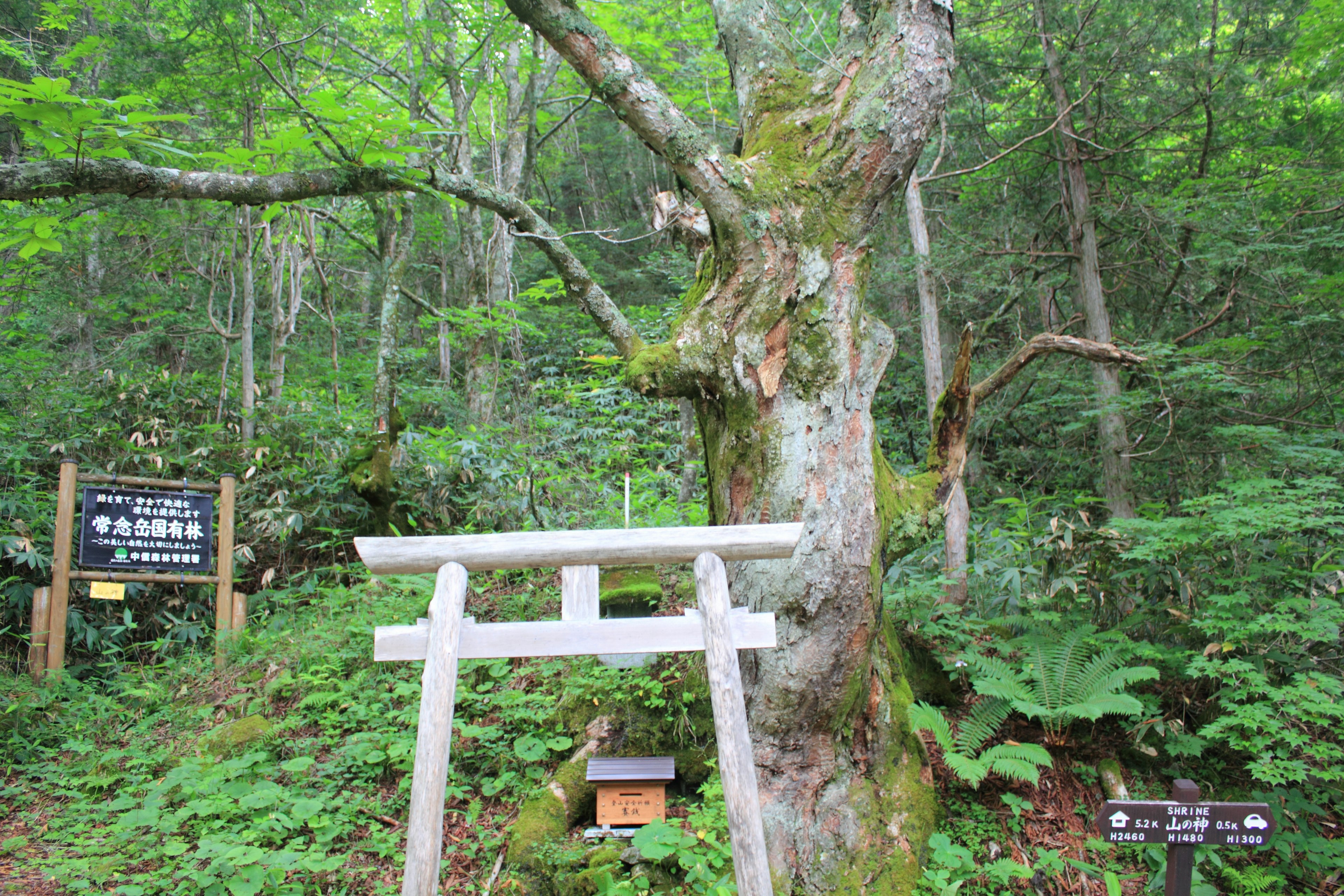 Escena del bosque con un árbol antiguo y una puerta torii