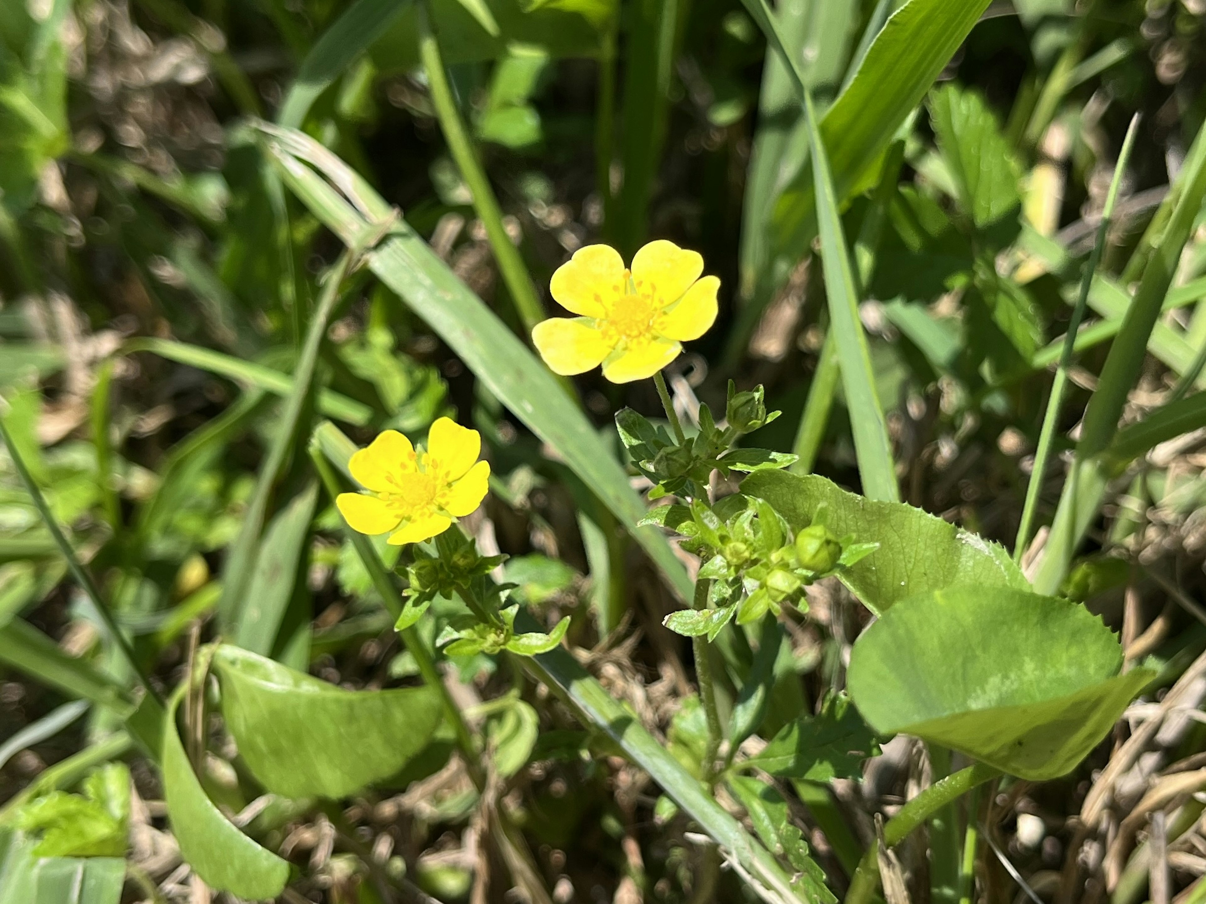 Gros plan de deux fleurs jaunes fleurissant parmi l'herbe verte