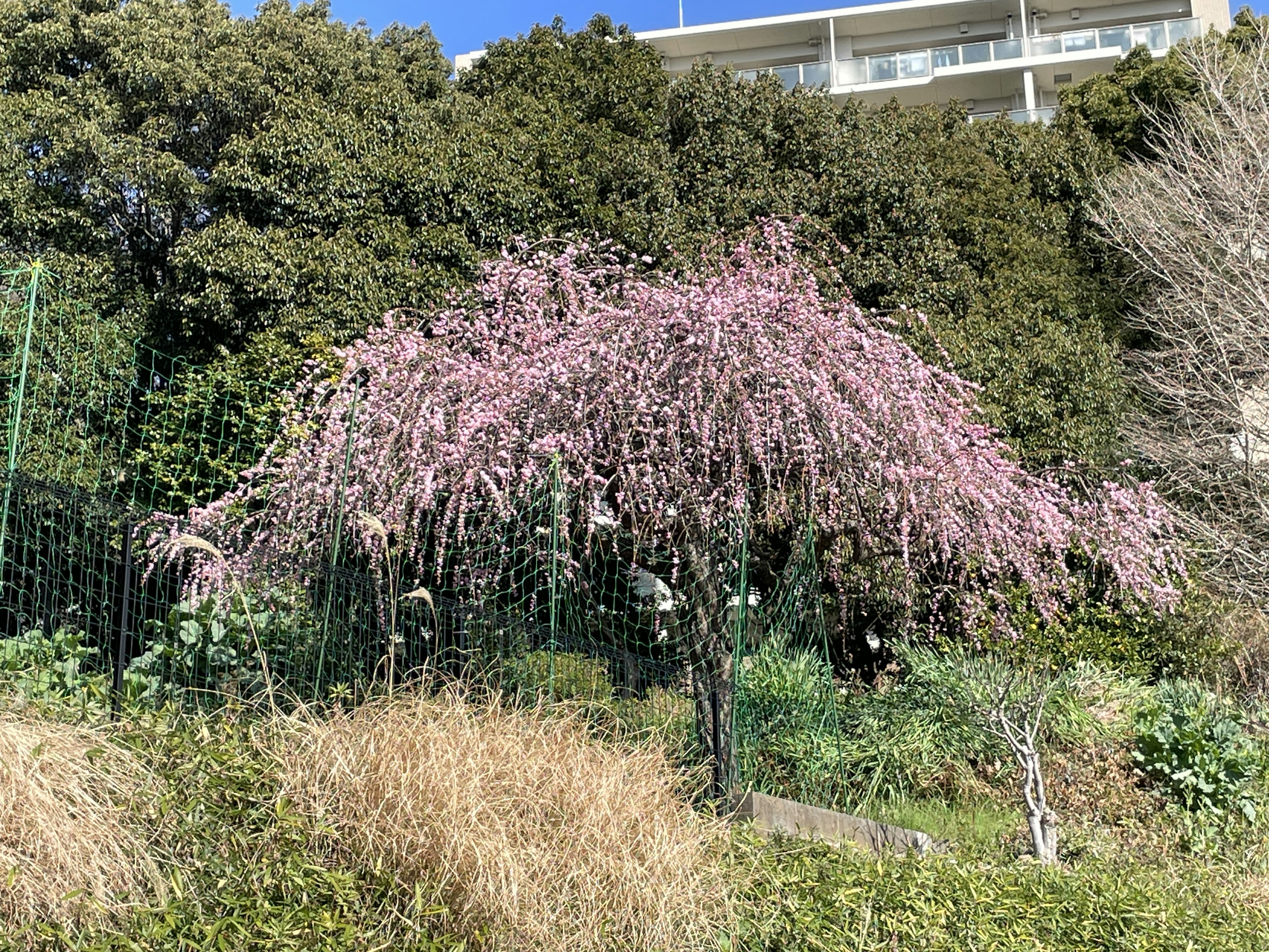 一棵美丽的樱花树盛开着，背景是绿色的，天空是蓝色的