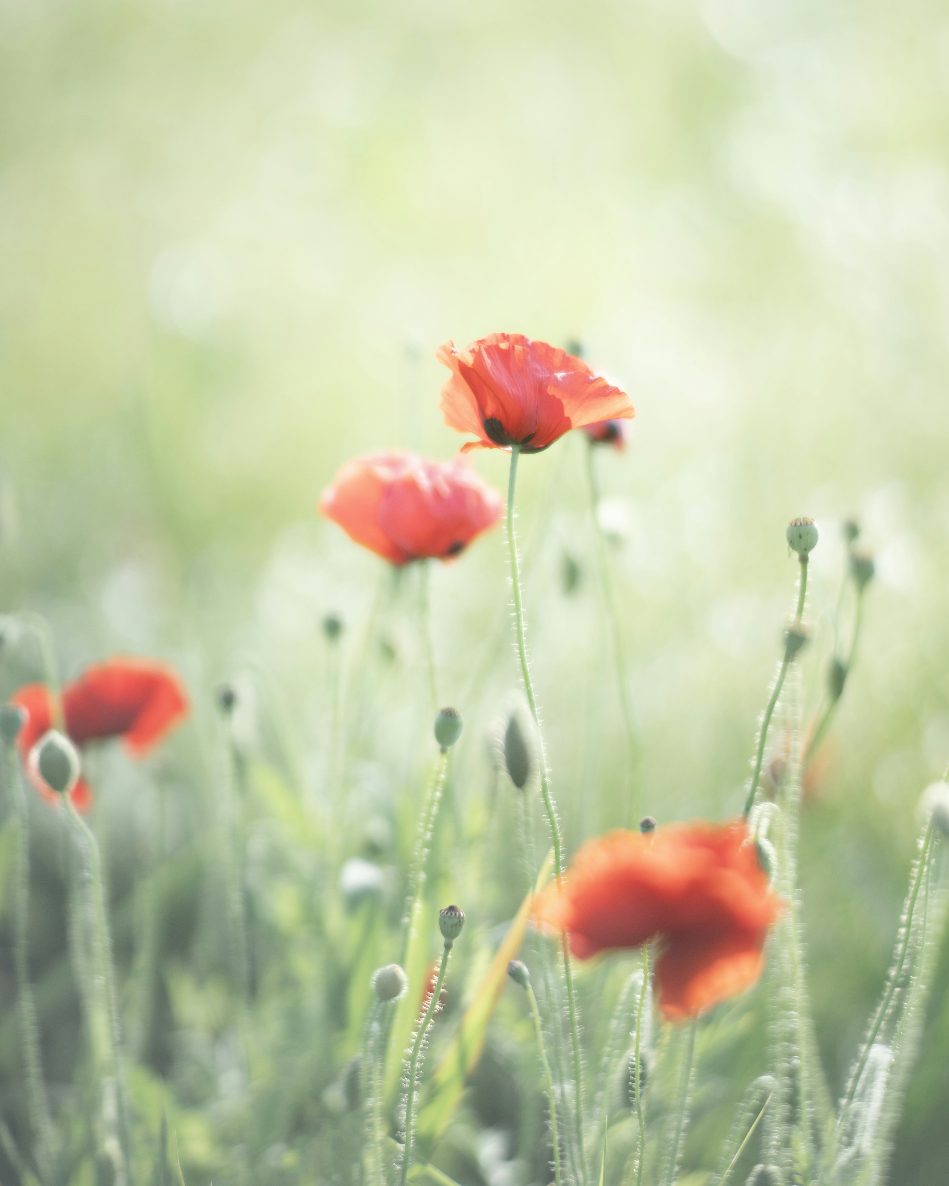 Rote Mohnblumen blühen vor einem sanften grünen Hintergrund