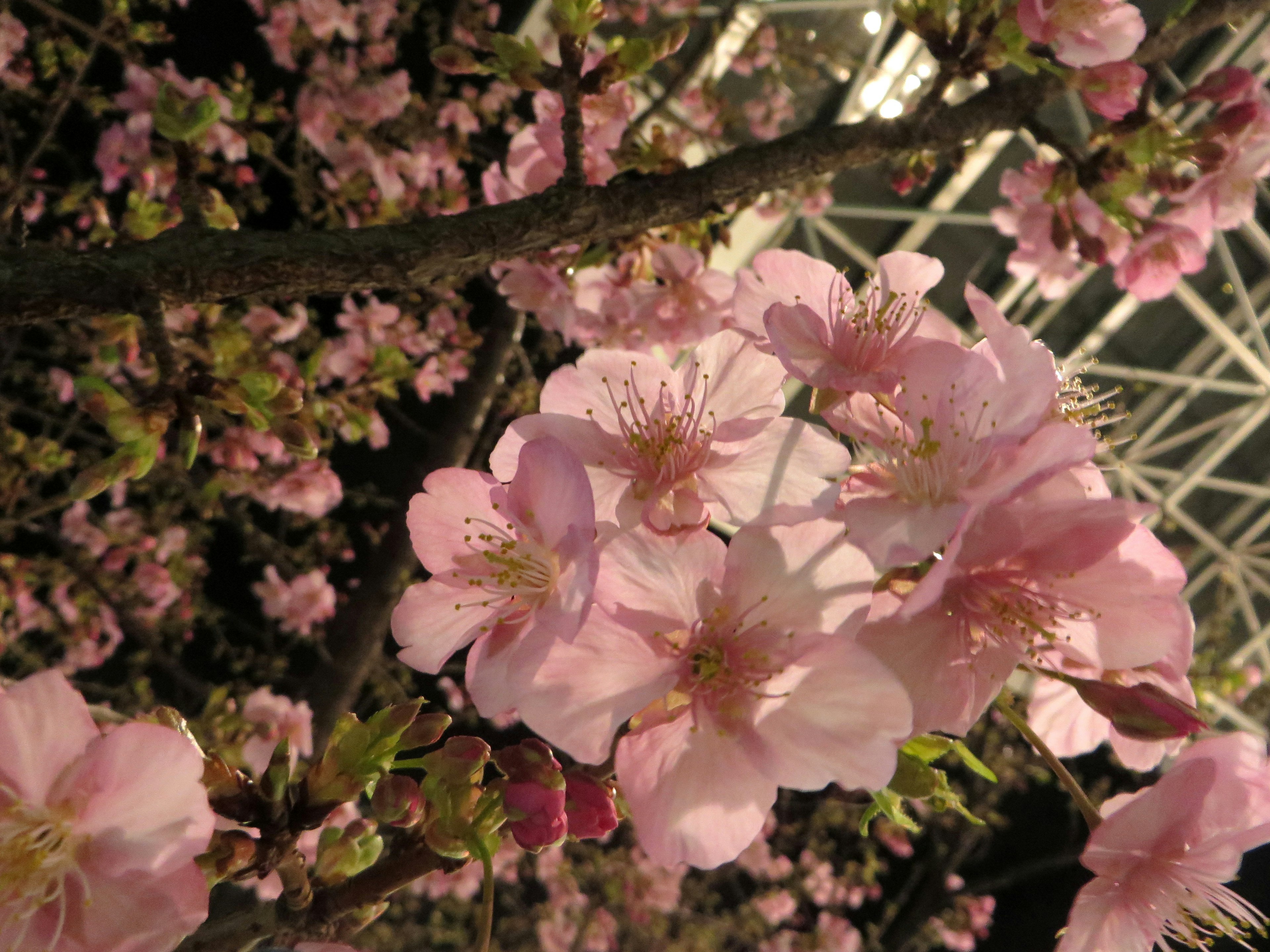 桜の花が咲いている枝のクローズアップ