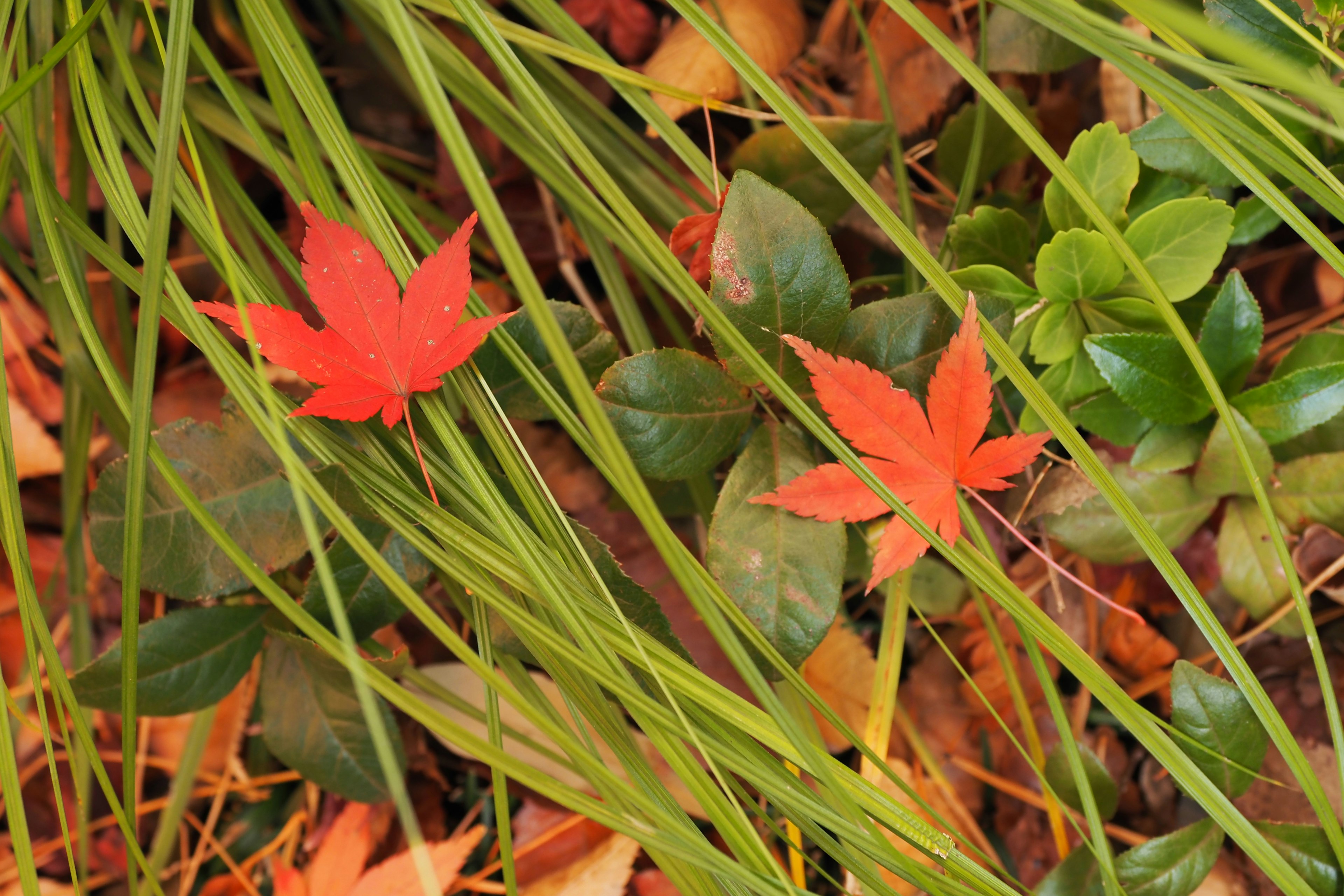 Feuilles d'érable rouges parmi l'herbe verte et le feuillage