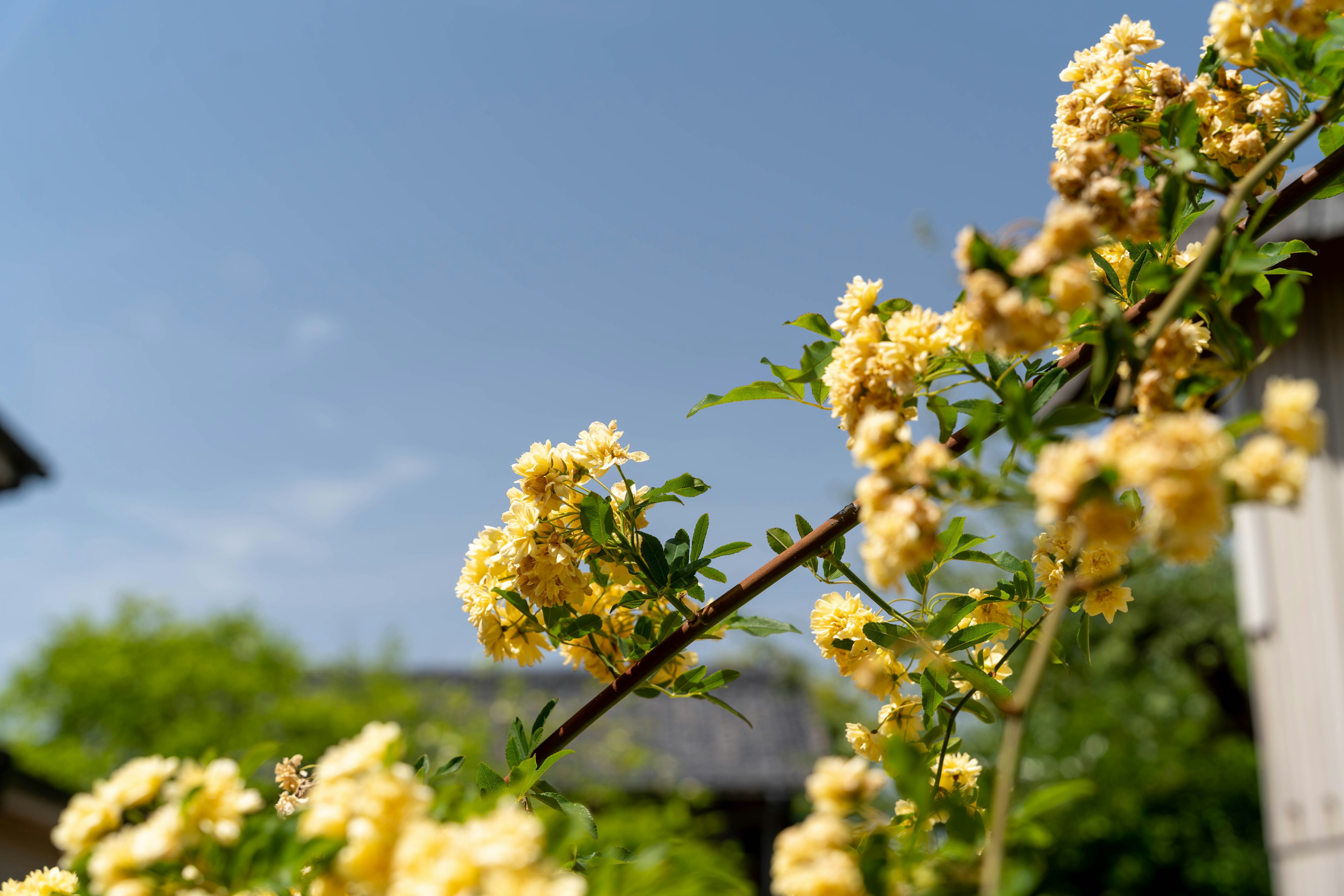 Yellow flowers blooming on a branch against a clear blue sky