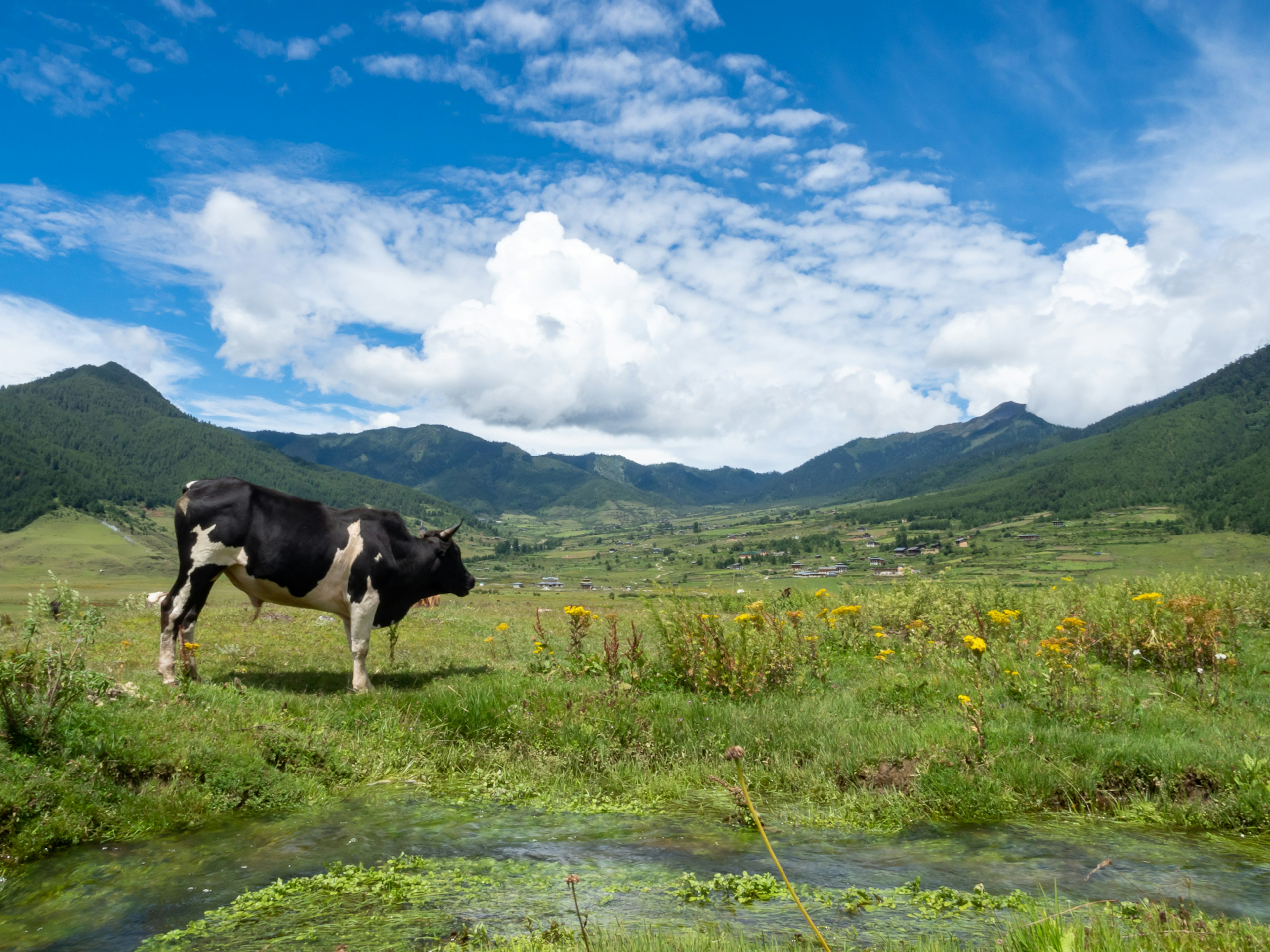 Une vache noir et blanc se tenant dans un pâturage vert sous un ciel bleu avec des nuages blancs