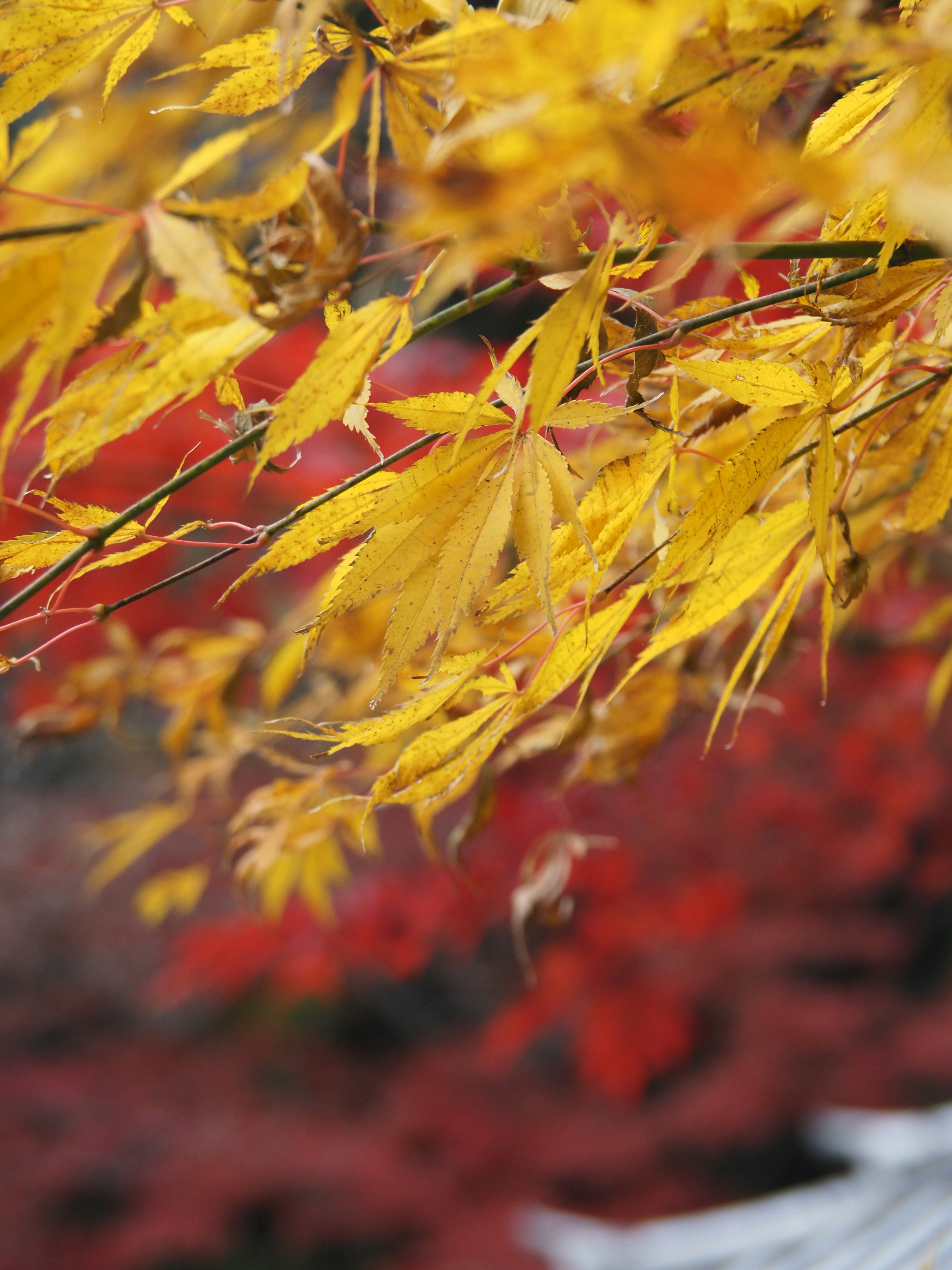 Feuilles jaunes vives sur un fond rouge dans un cadre automnal