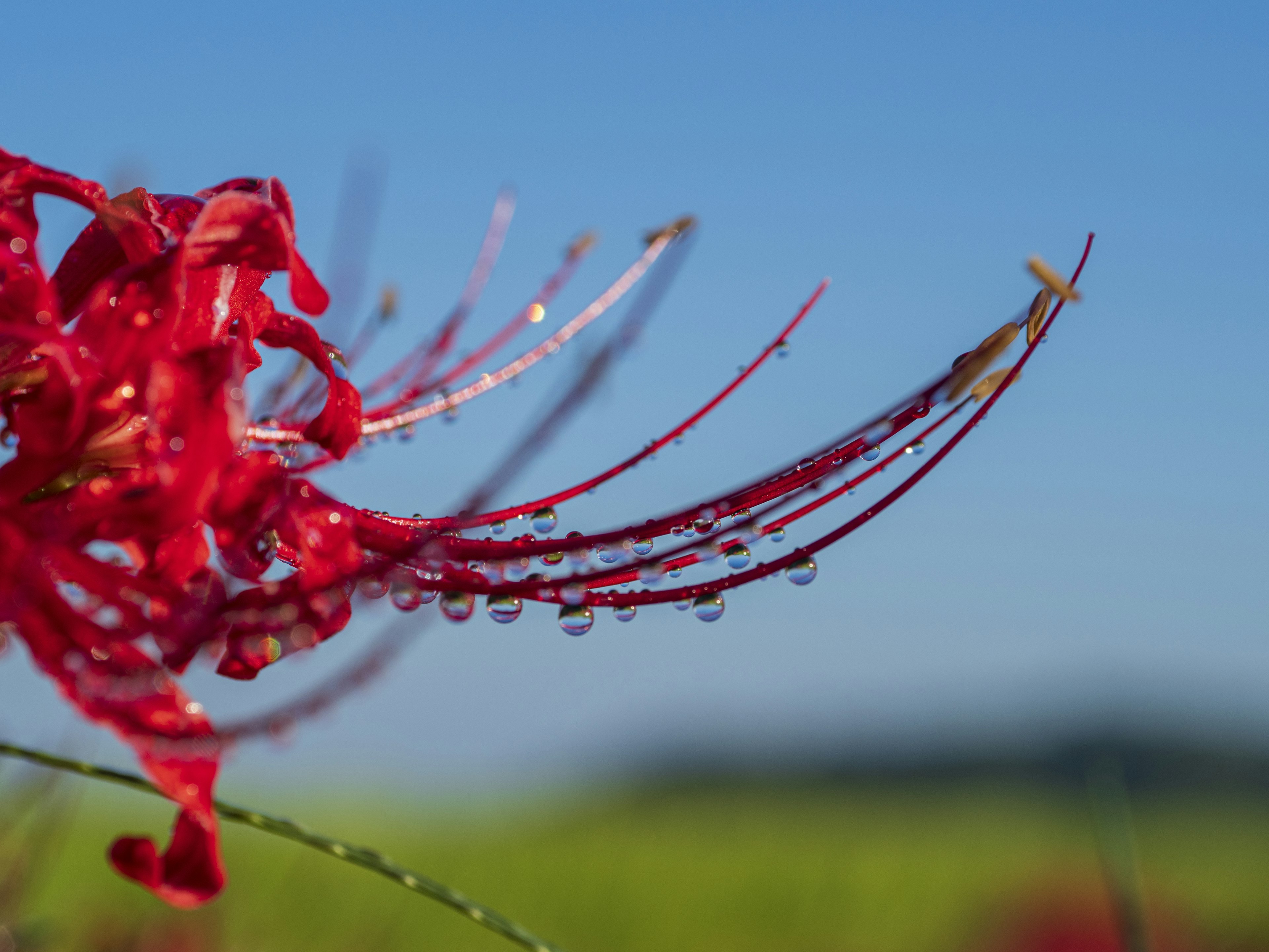 Gros plan de pétales de lys araignée rouges avec des gouttes de rosée