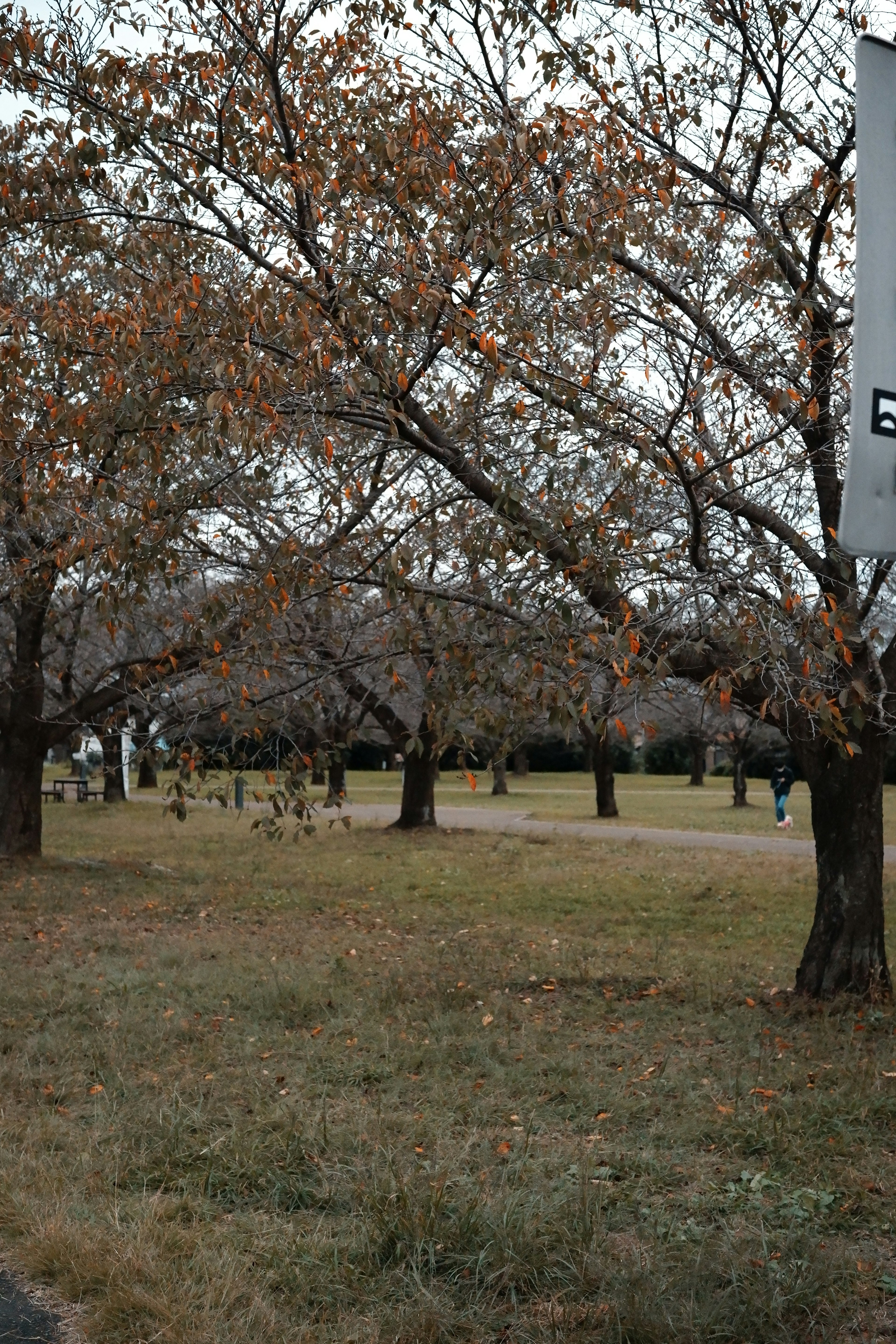 Scène automnale dans un parc avec des arbres dénudés et des feuilles tombées