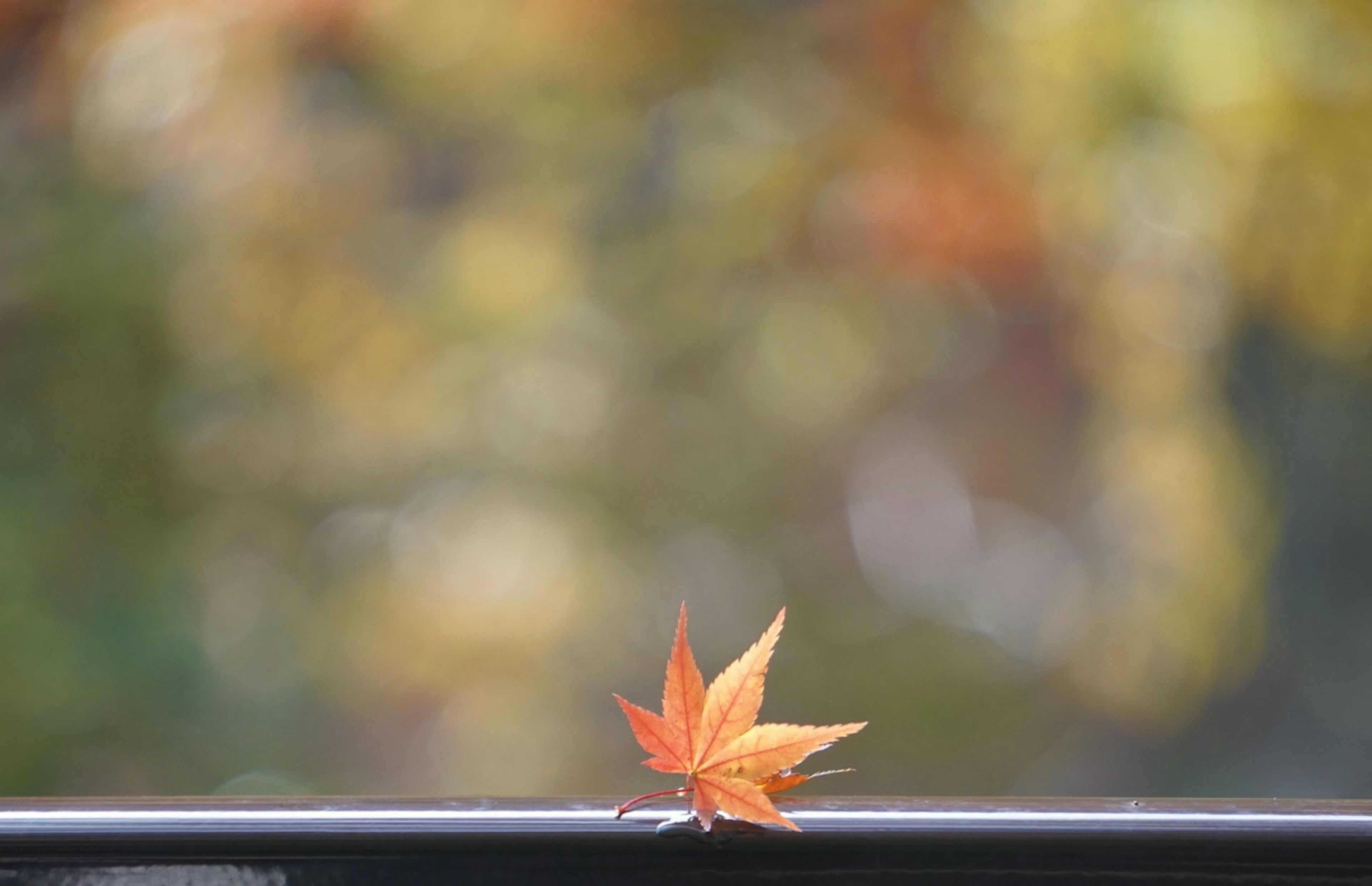 A red maple leaf resting on a railing with a blurred autumn background