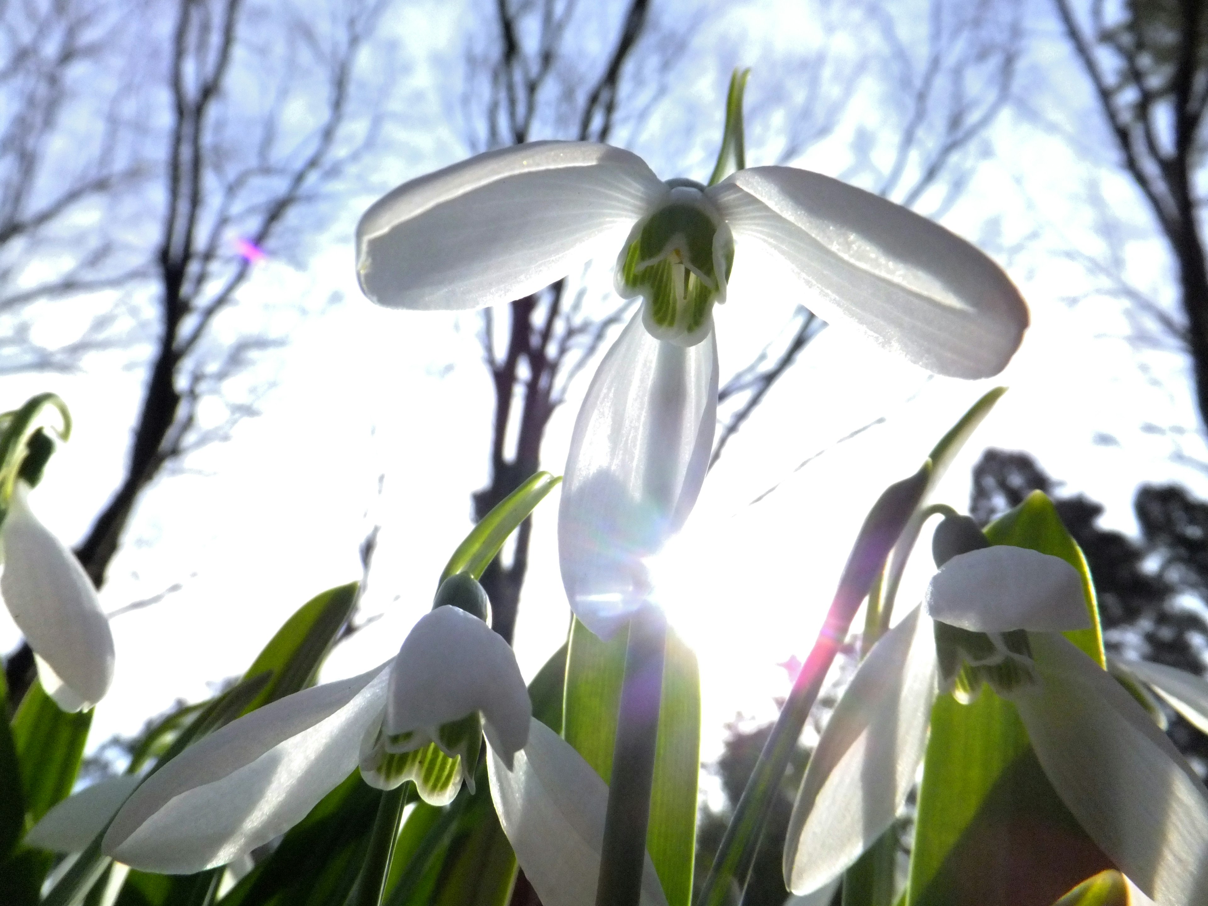 Flores blancas de campanilla de nieve floreciendo bajo la nieve con la luz del sol brillando entre los árboles