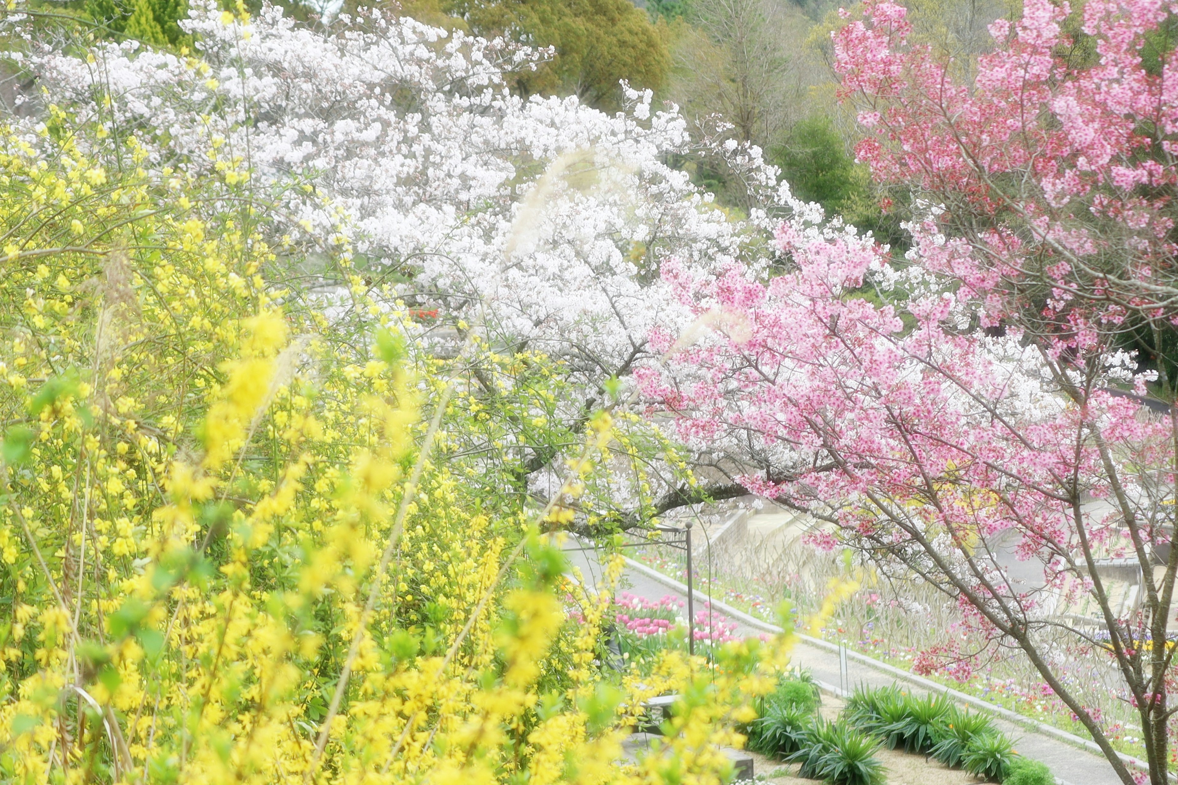 Pemandangan indah dengan bunga sakura dan bunga kuning yang mekar