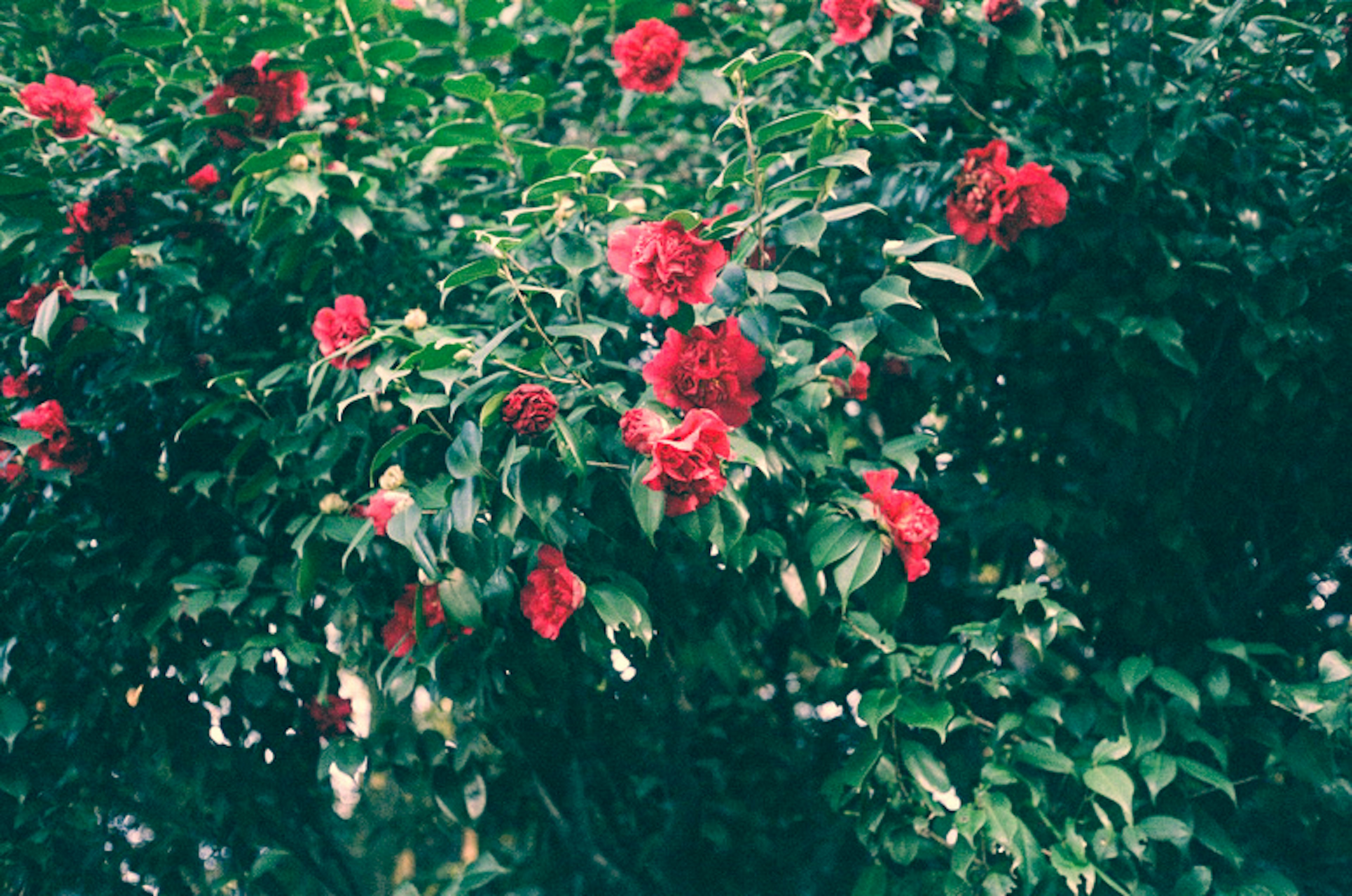 Un arbusto verde exuberante adornado con flores rojas vibrantes