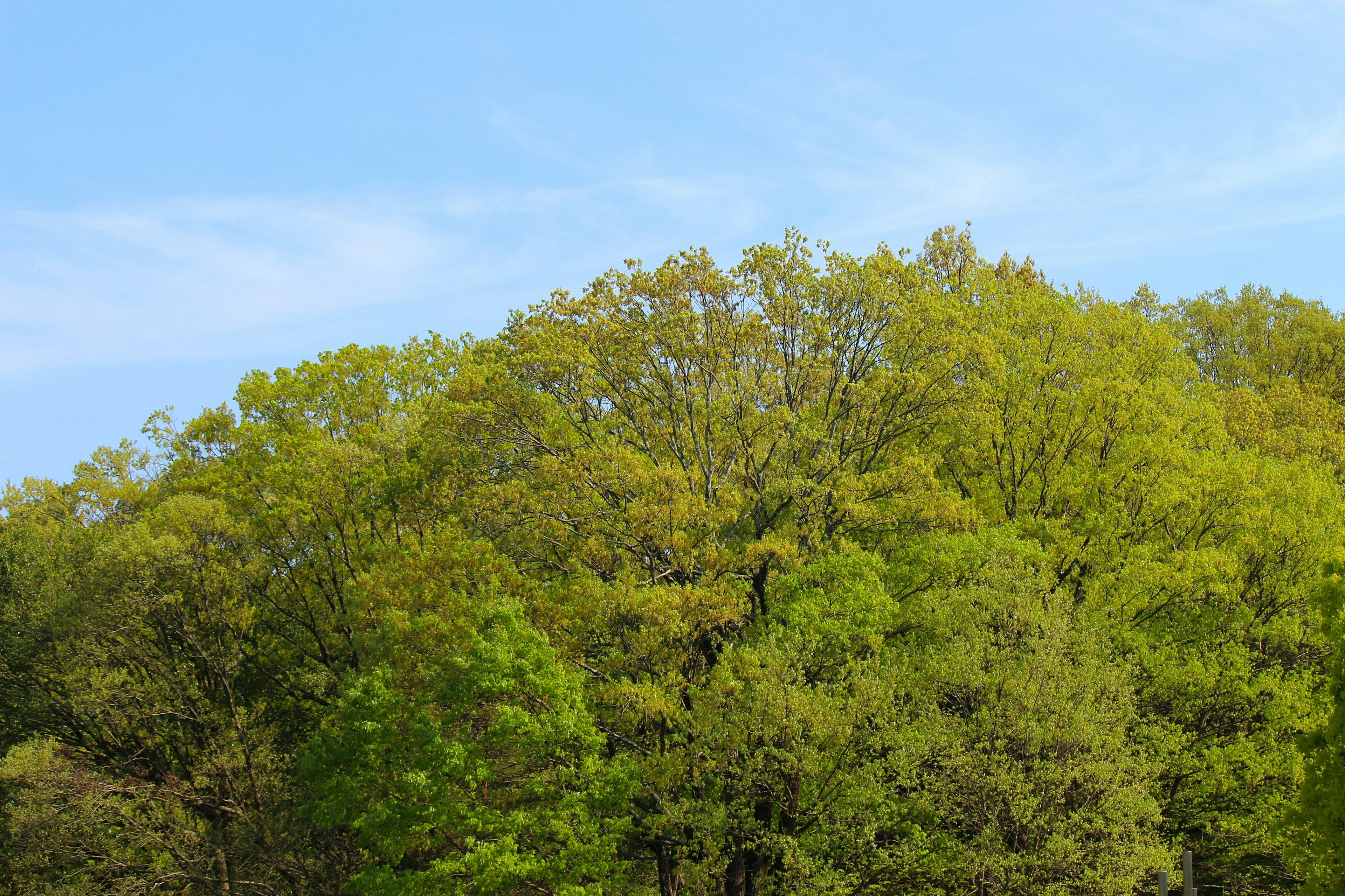 Lush green trees under a clear blue sky