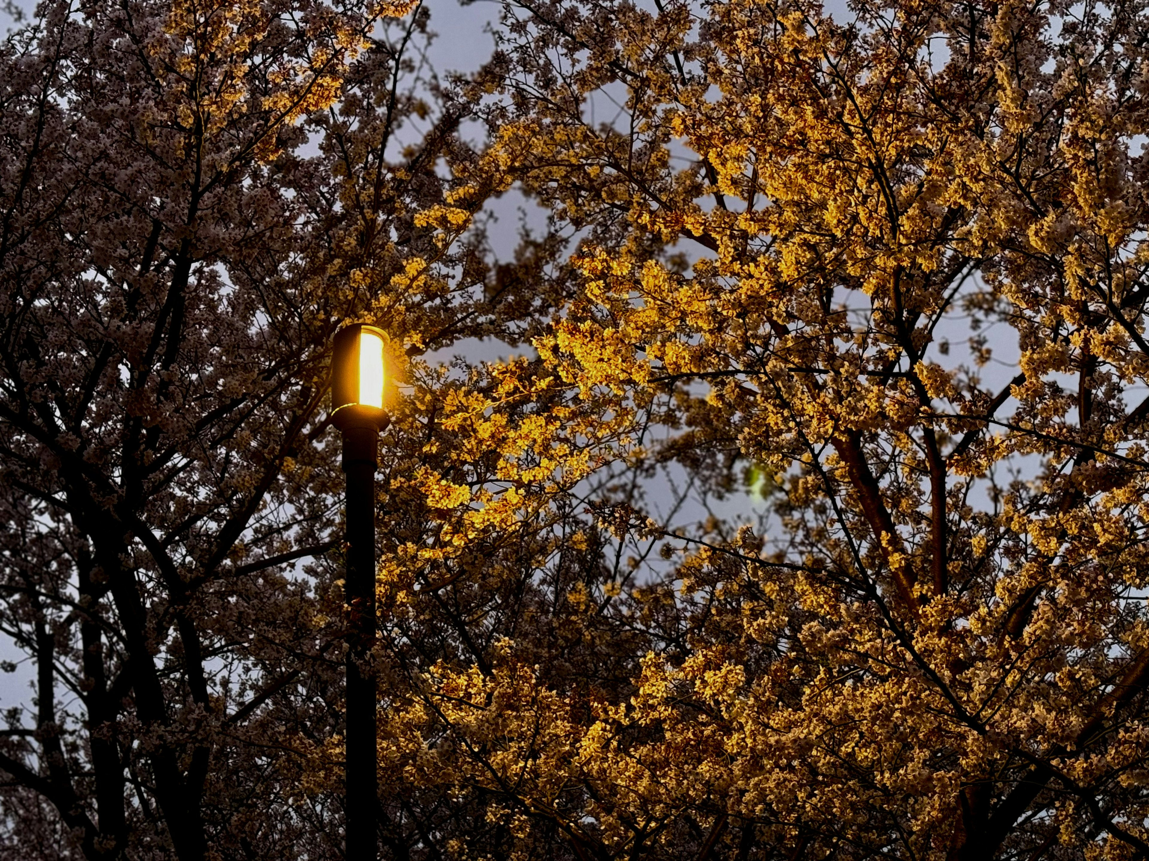 Lampione che emette luce calda circondato da alberi in fiore gialli al crepuscolo