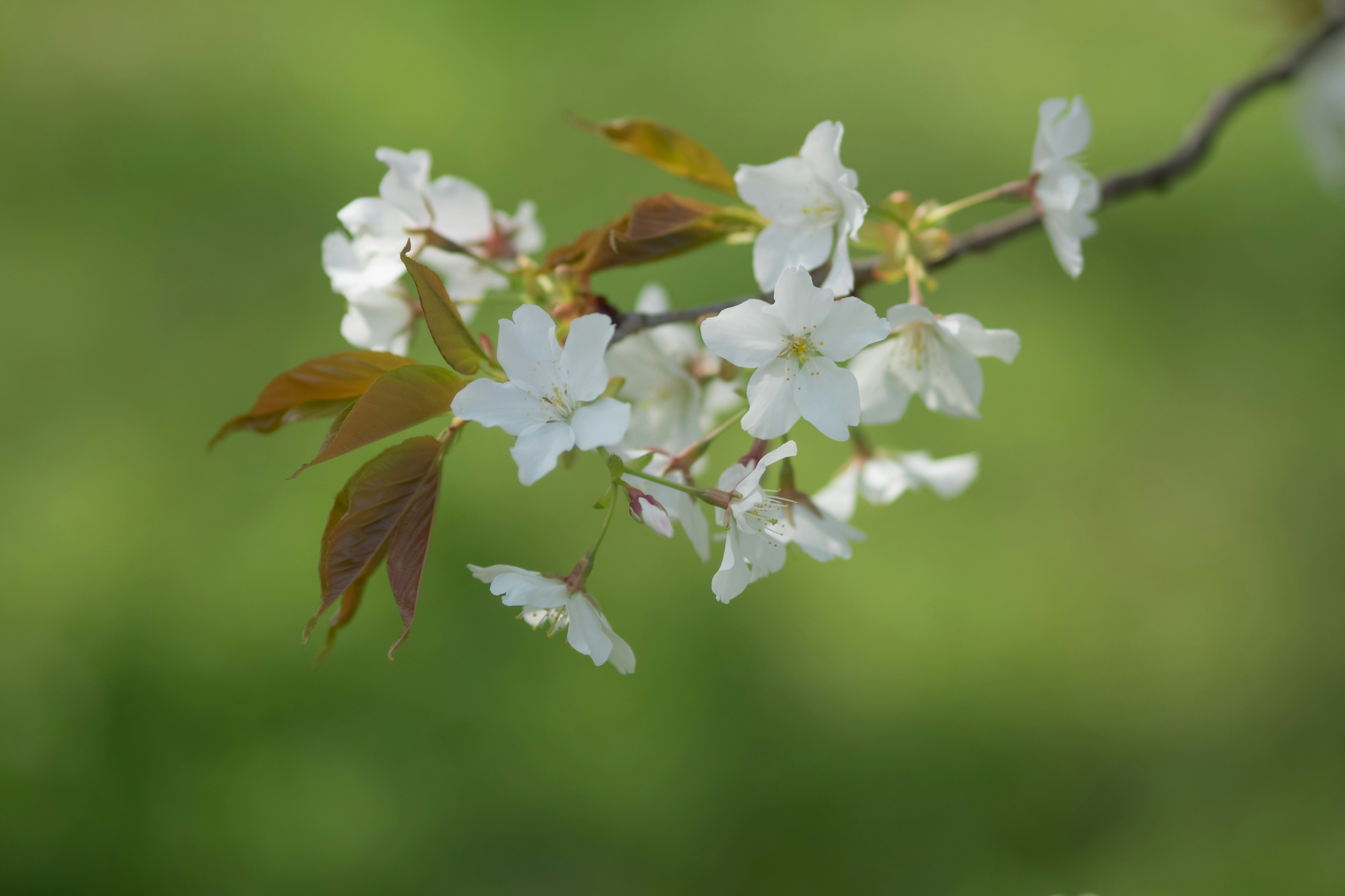 桜の花と新緑の葉が特徴的な枝のクローズアップ