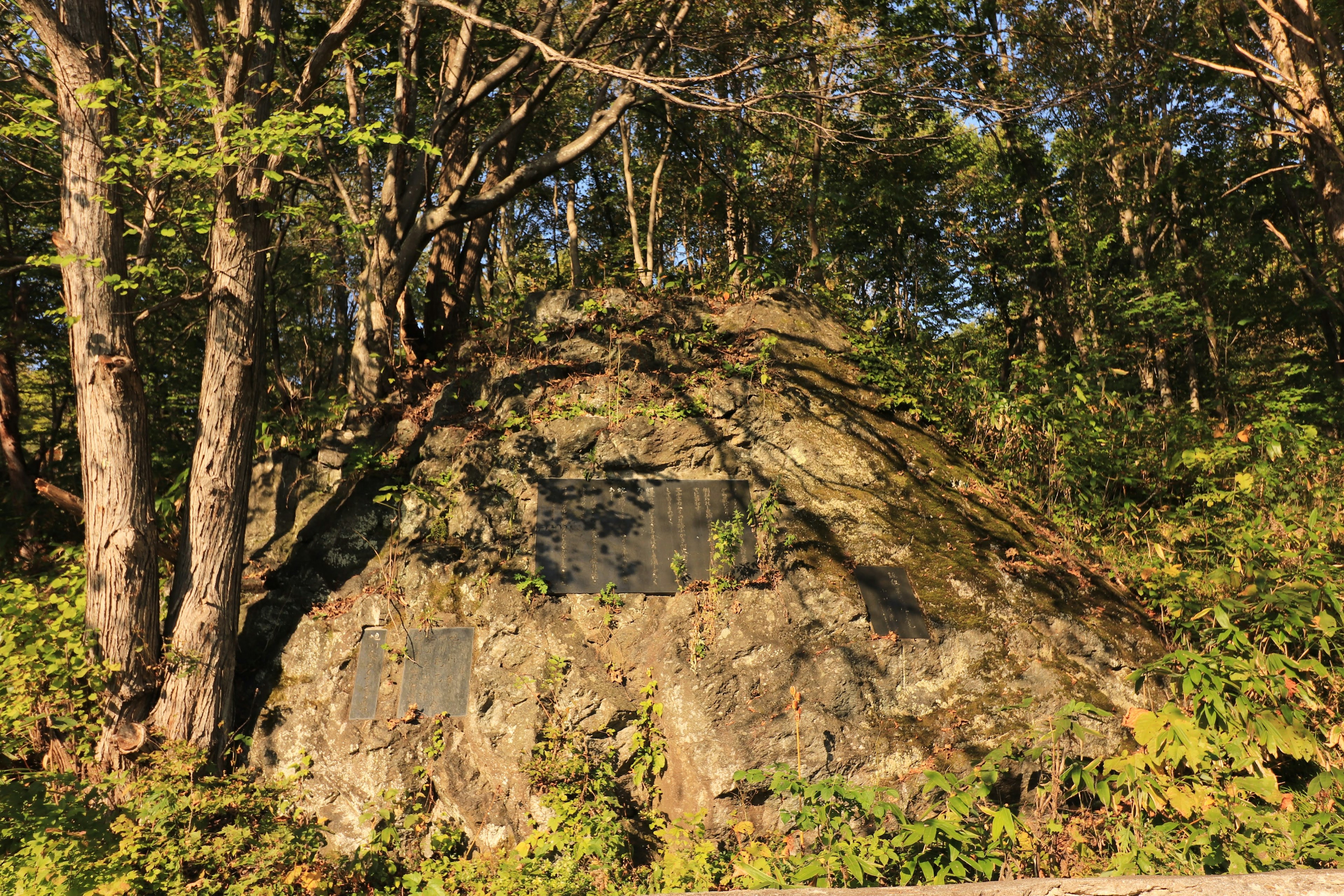 Großer Felsen umgeben von Bäumen in einer natürlichen Umgebung