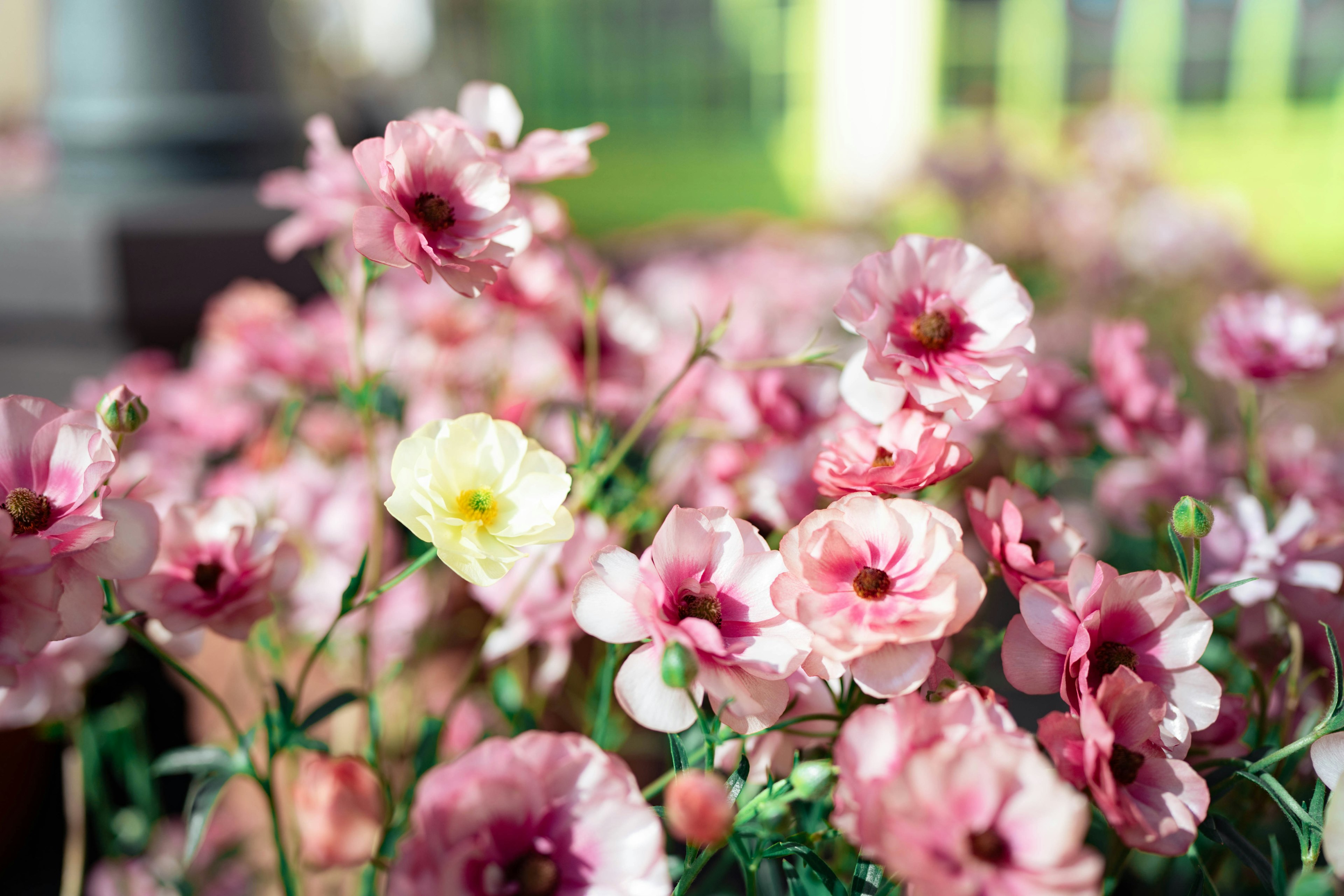 Une belle scène avec des fleurs colorées en fleurs