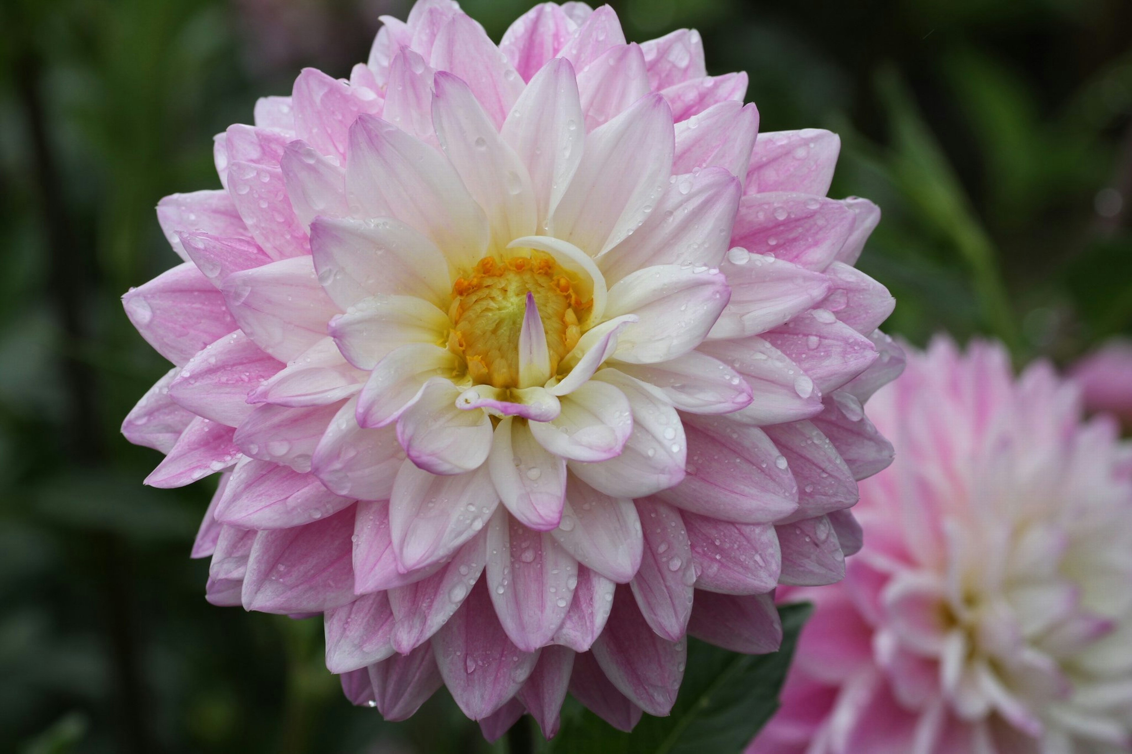 Hermosa flor de dalia rosa y blanca con un centro amarillo