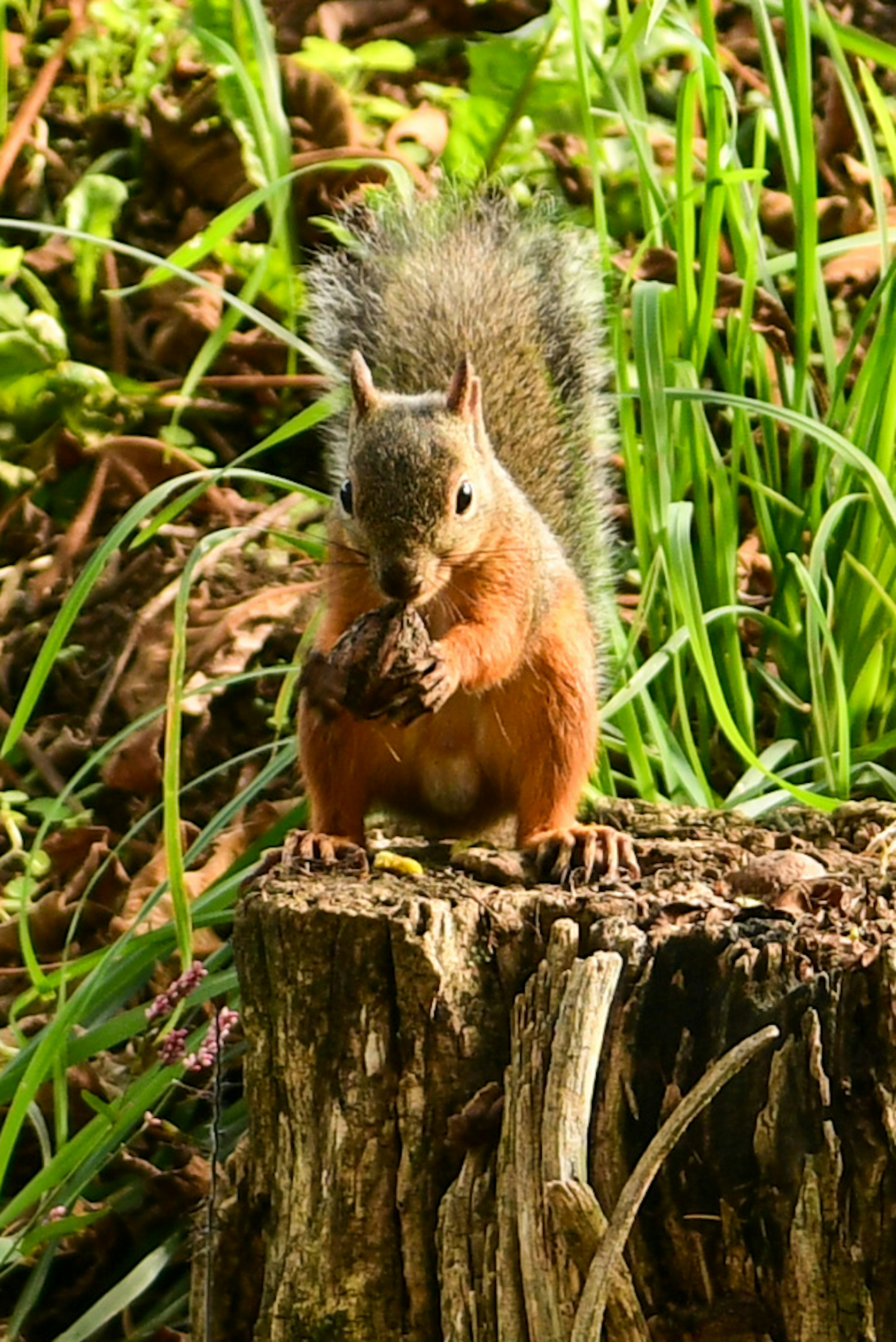 Ein Eichhörnchen steht auf einem Baumstumpf und hält Futter