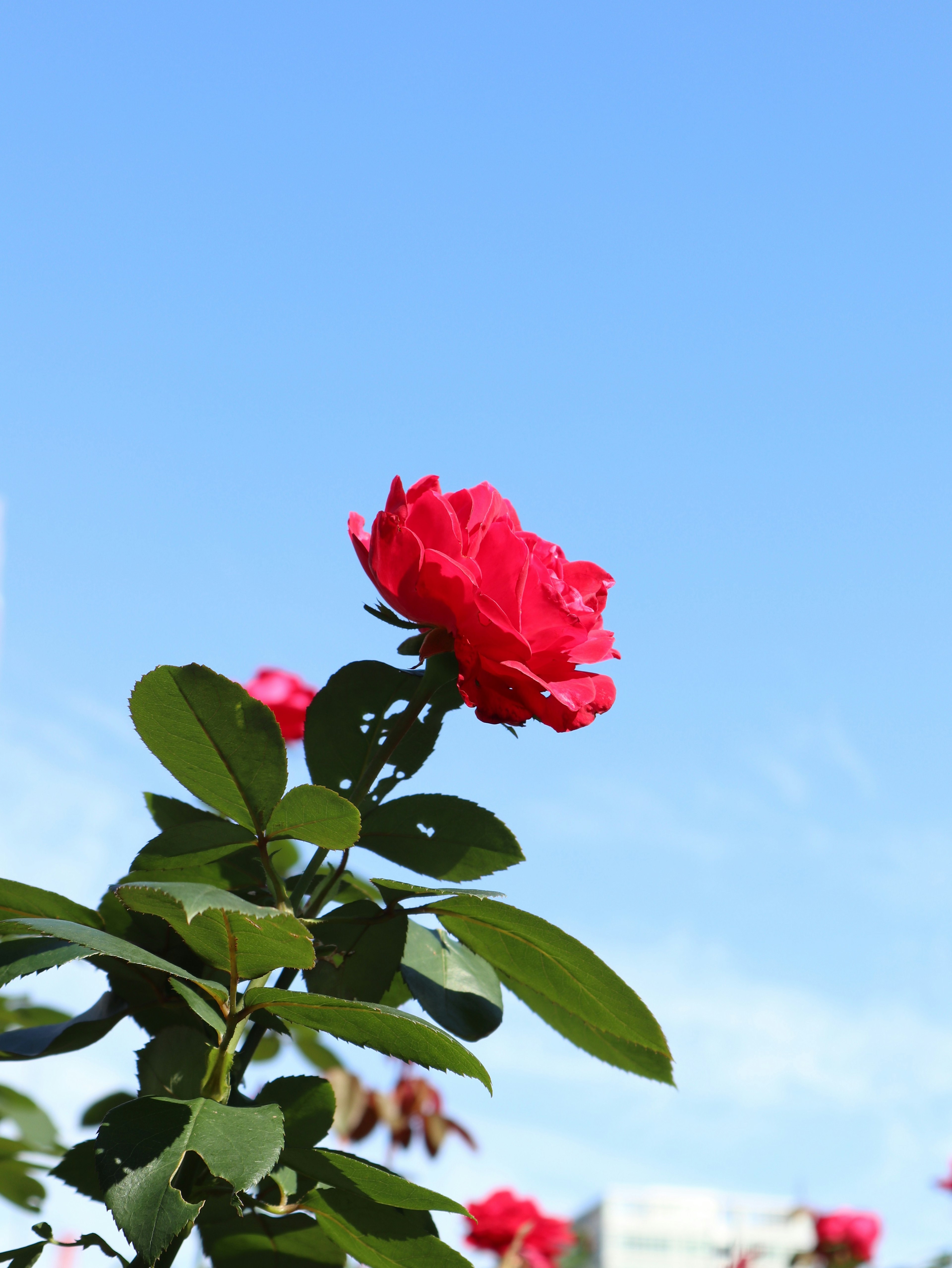 Rote Rose blüht unter einem blauen Himmel