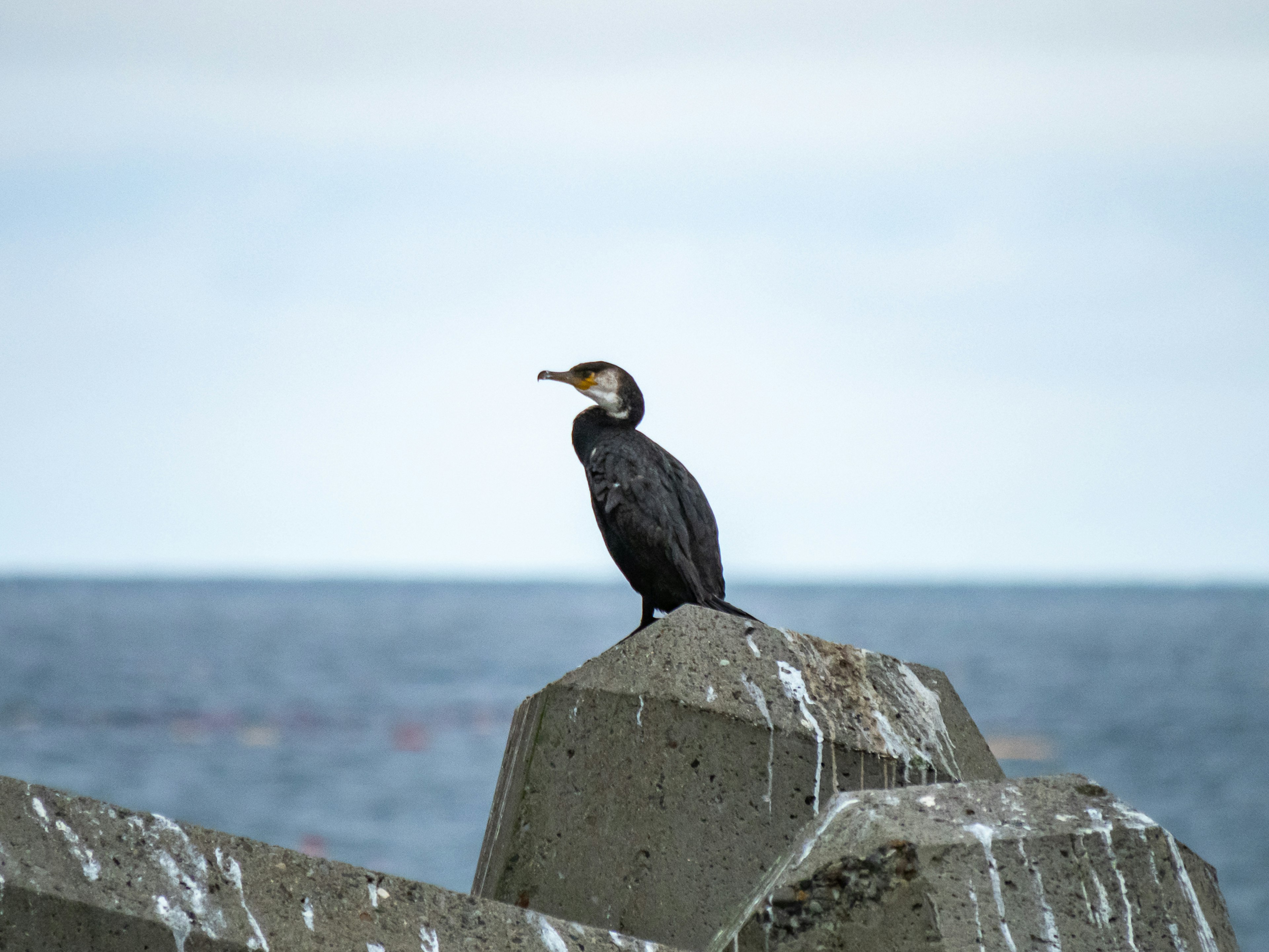 Cormoran perché sur un rocher au bord de la mer