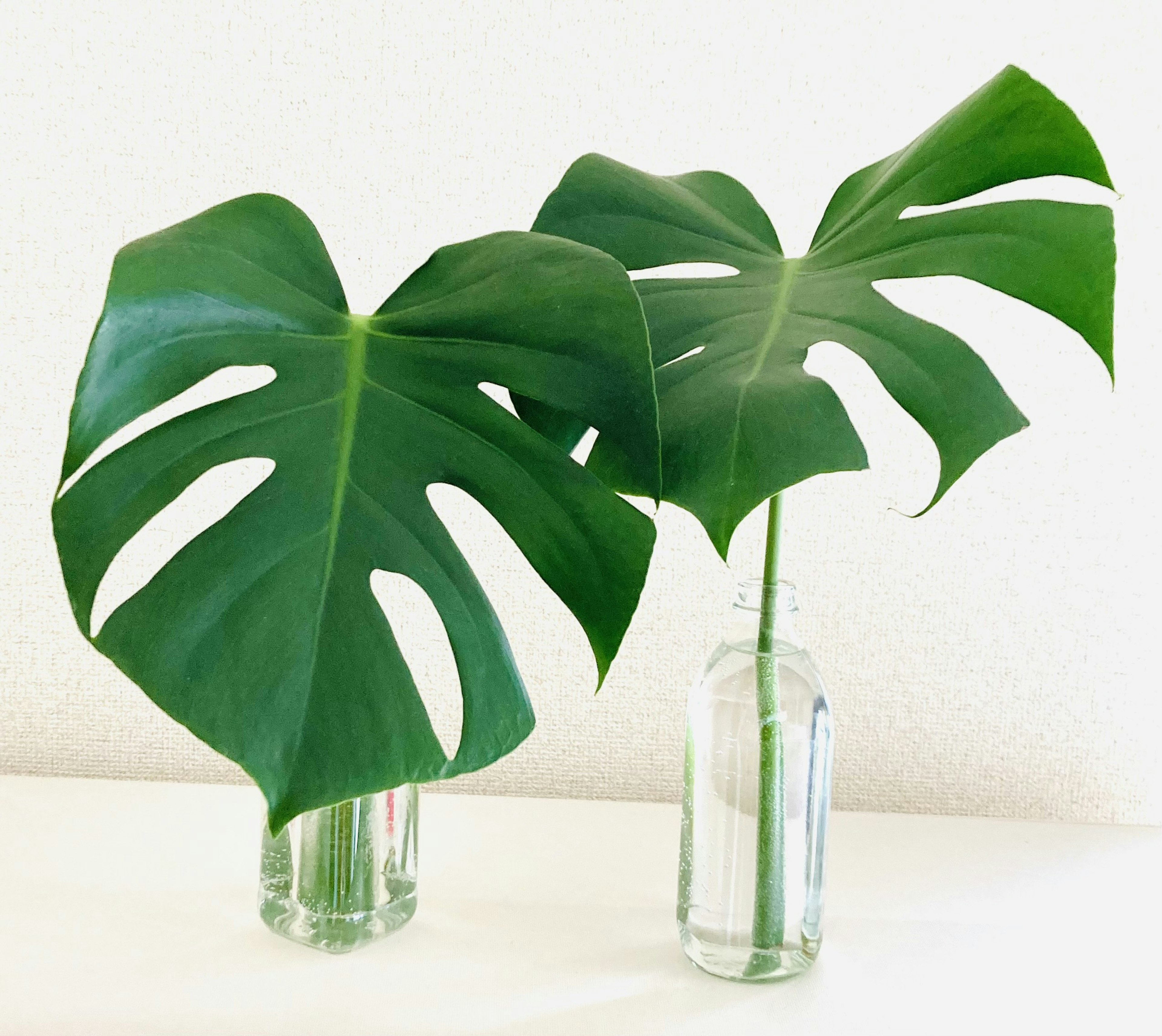 Two large Monstera leaves in clear glass vases on a white surface