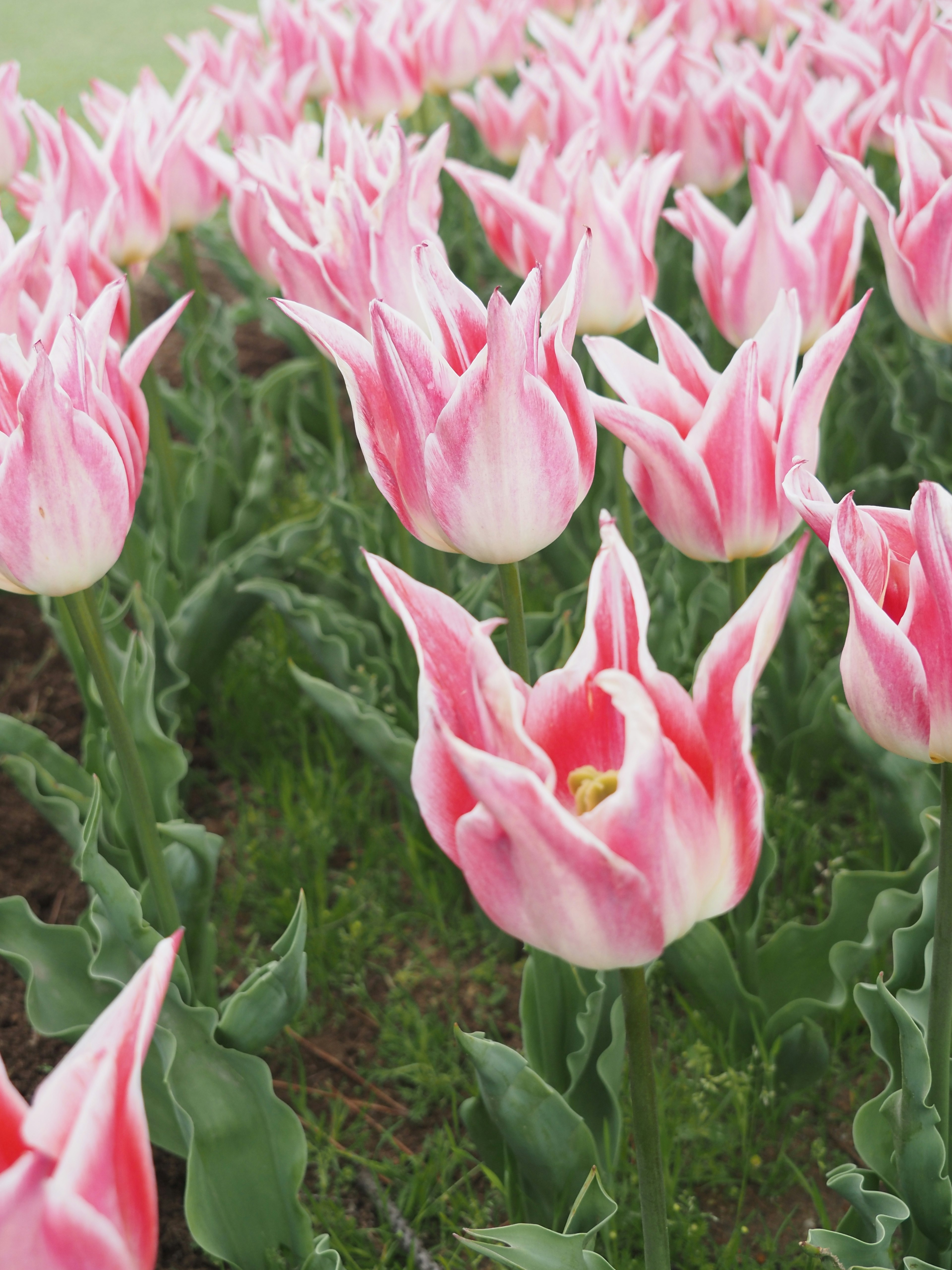 Field of pink and white tulips in bloom