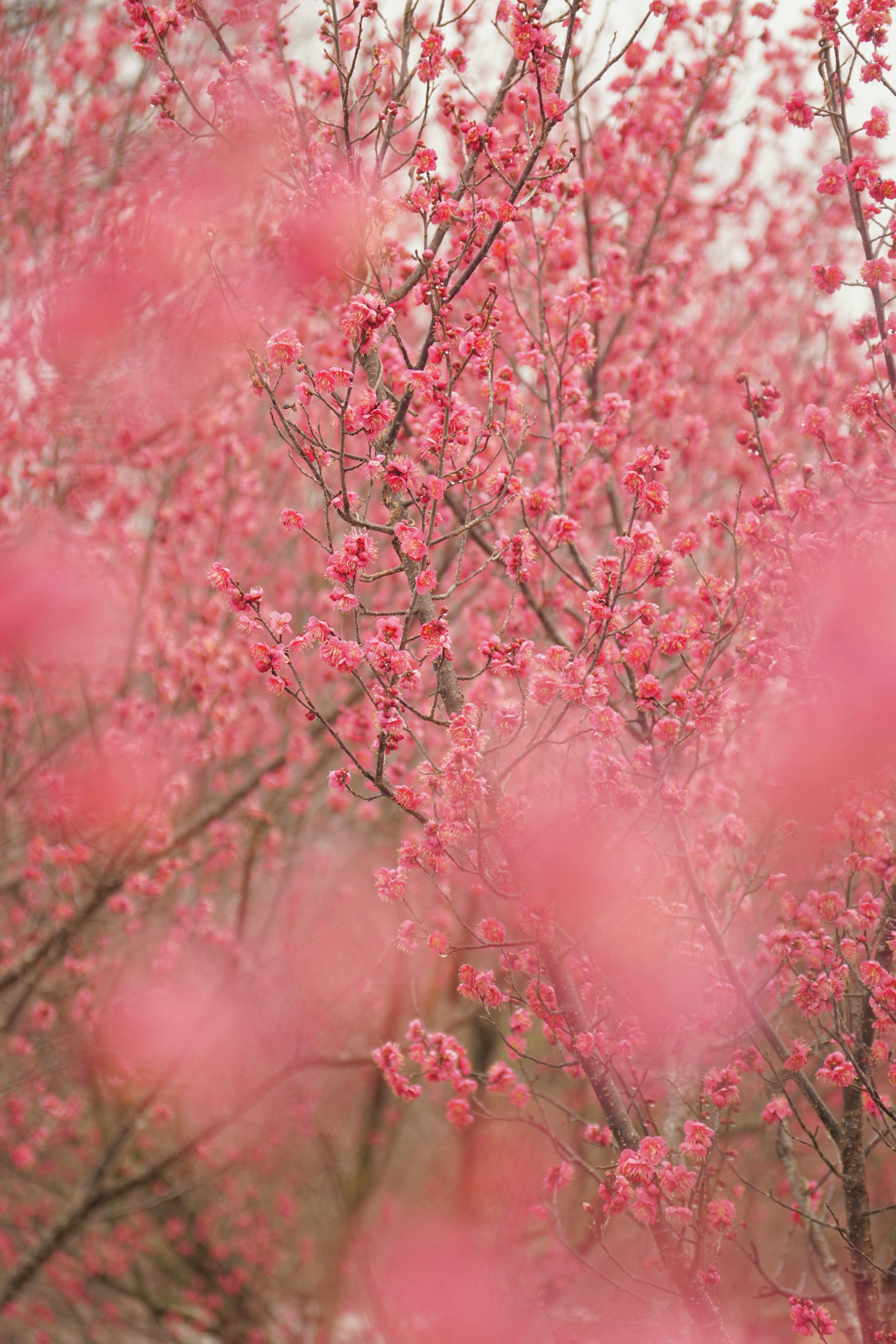 Paisaje de árboles con flores rosa suave