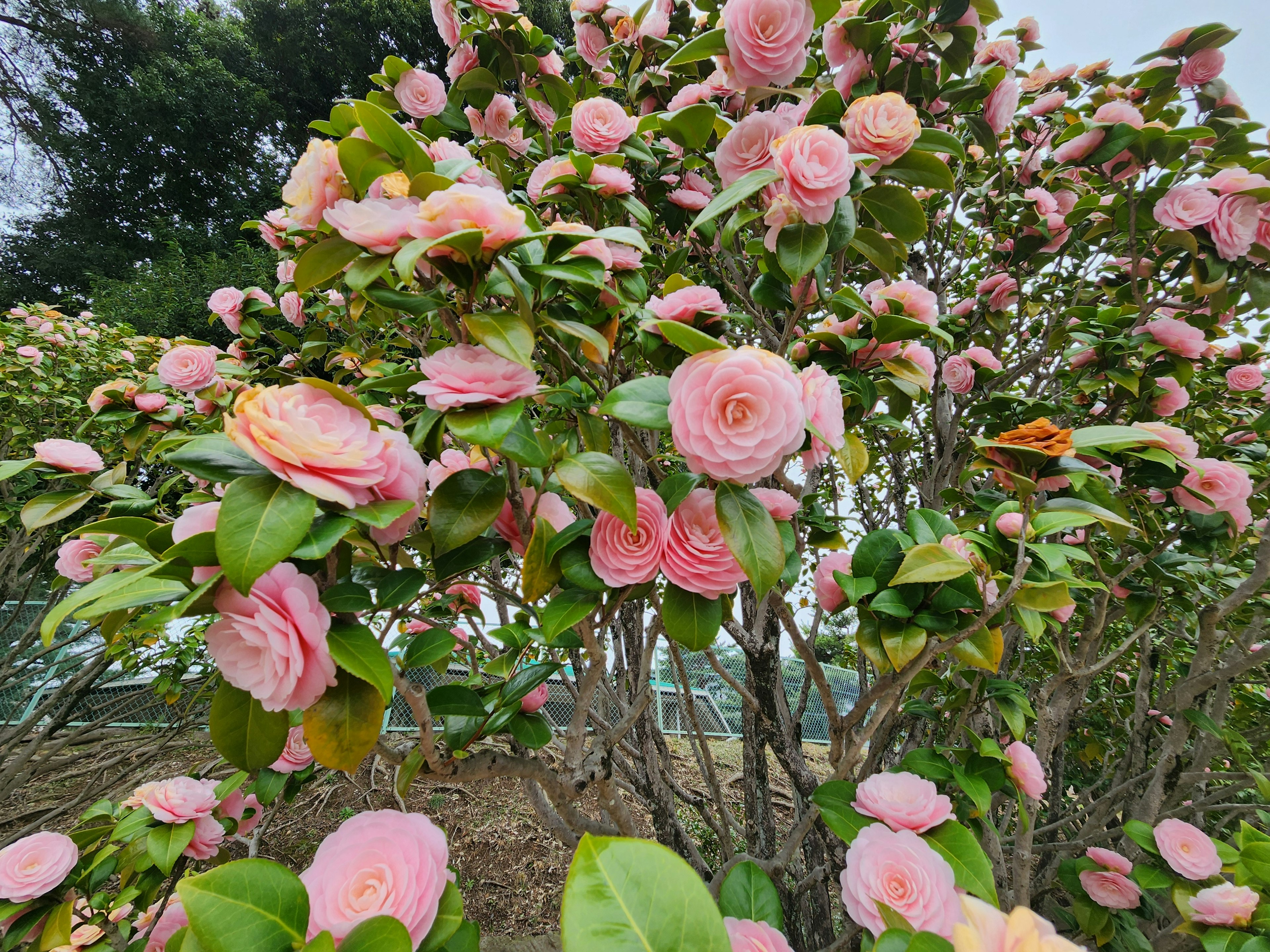 Pemandangan dekat semak camellia dengan bunga pink yang mekar