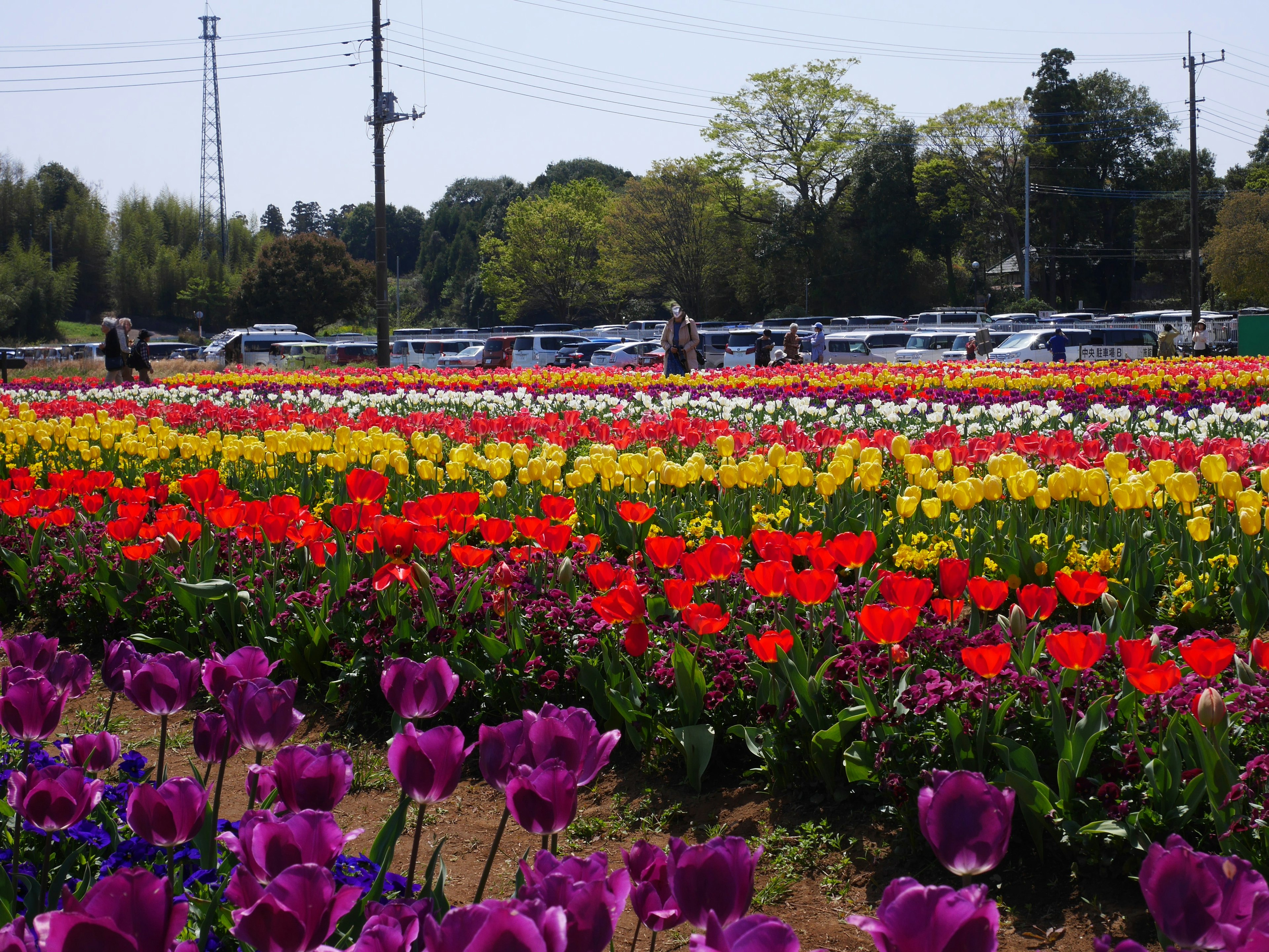 Campo de tulipanes vibrantes con hileras de flores coloridas