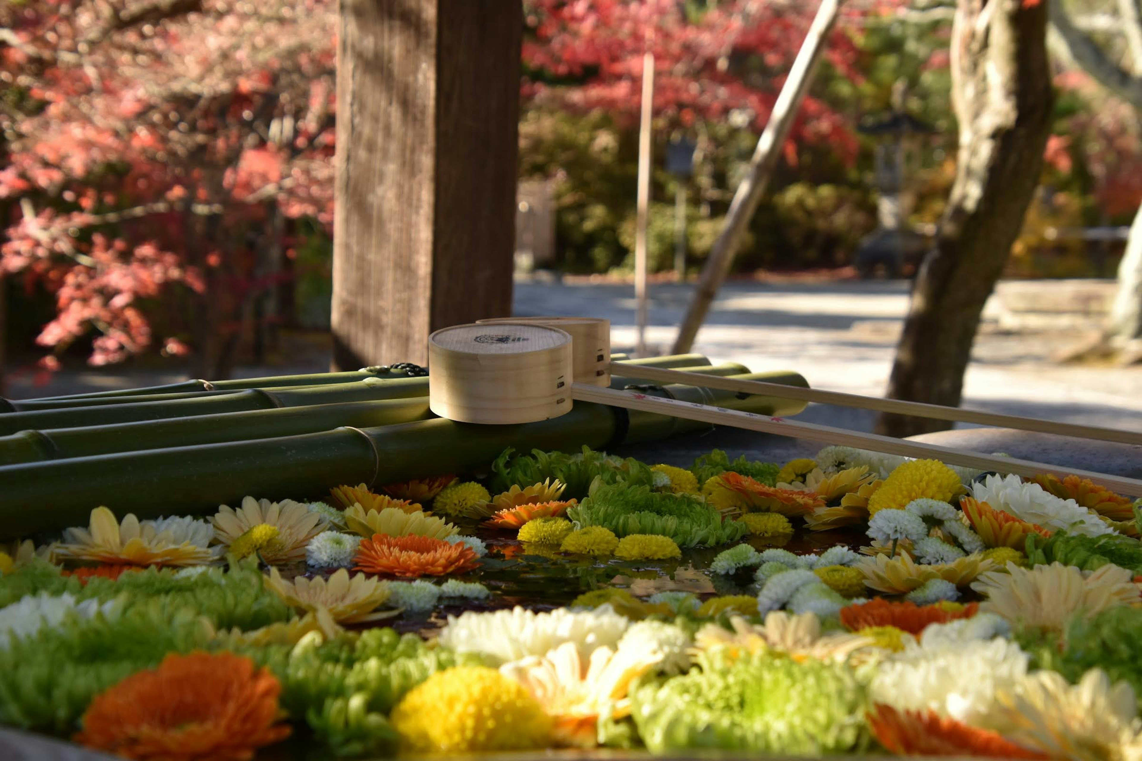 Una scena serena di fiori colorati che galleggiano sull'acqua con bambù verde e foglie d'autunno sullo sfondo