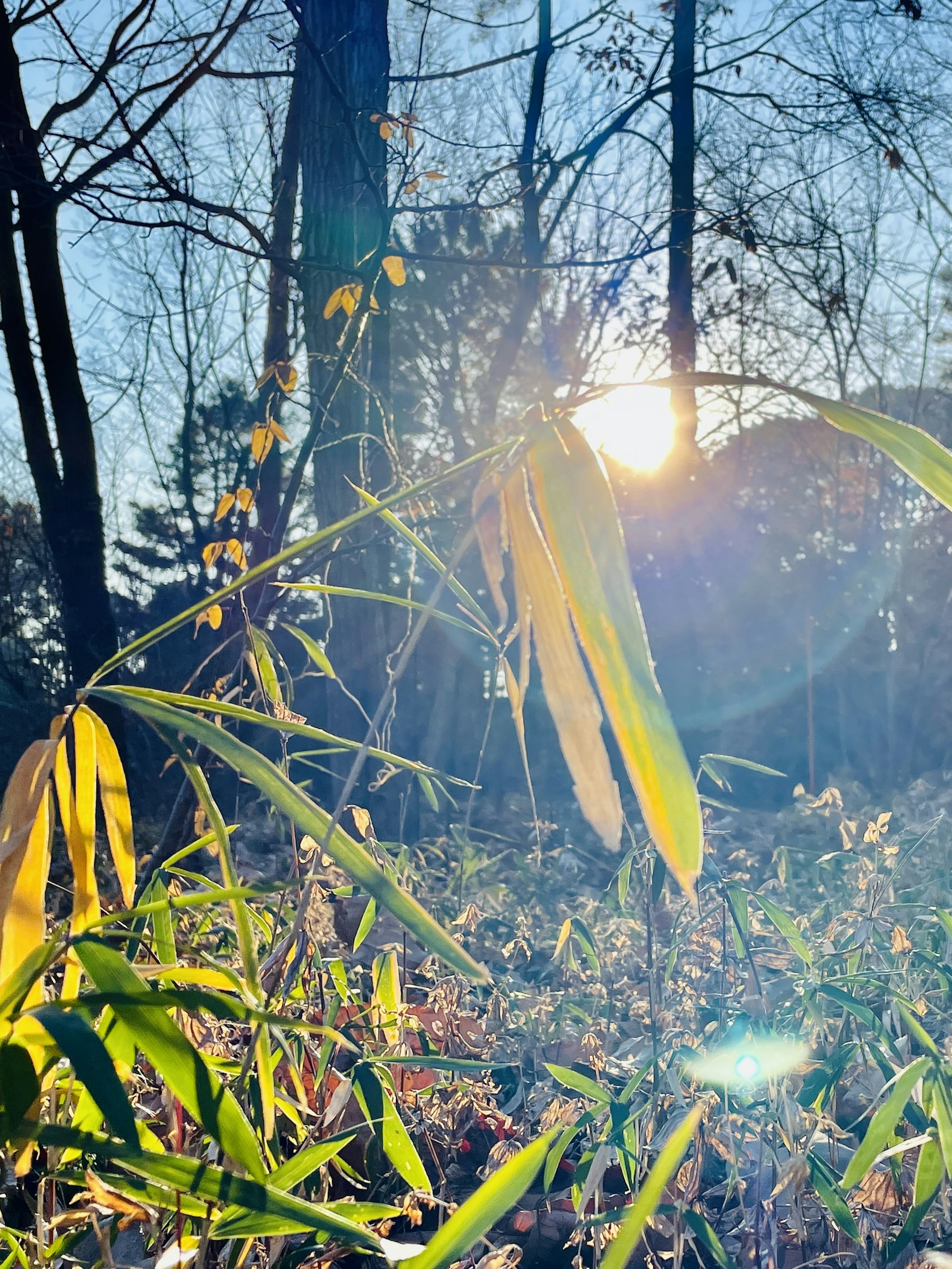 Hojas de bambú iluminadas por la luz del sol con árboles de fondo